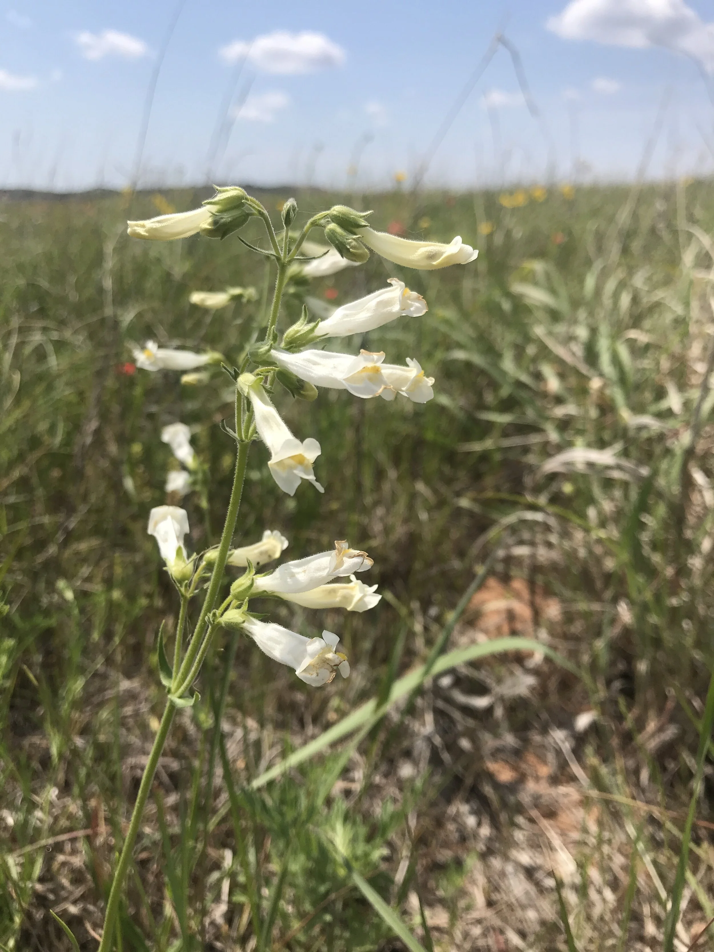 Penstemon pallidus (Pale Penstemon) Native