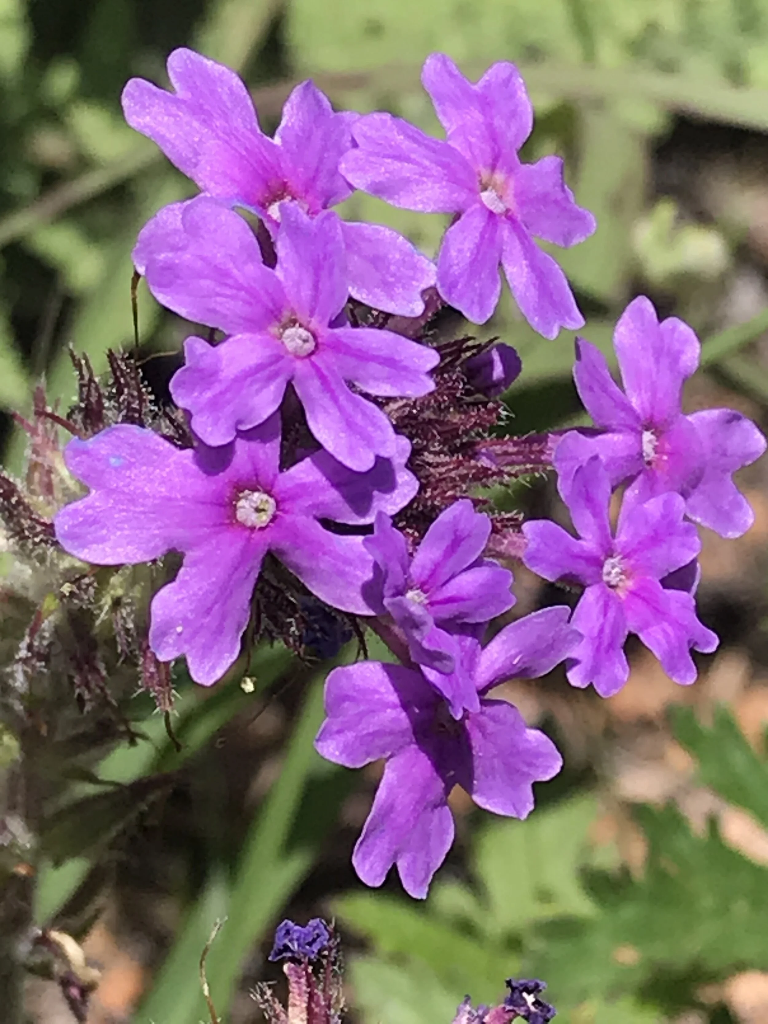Glandularia canadensis (Rose Vervain) Native
