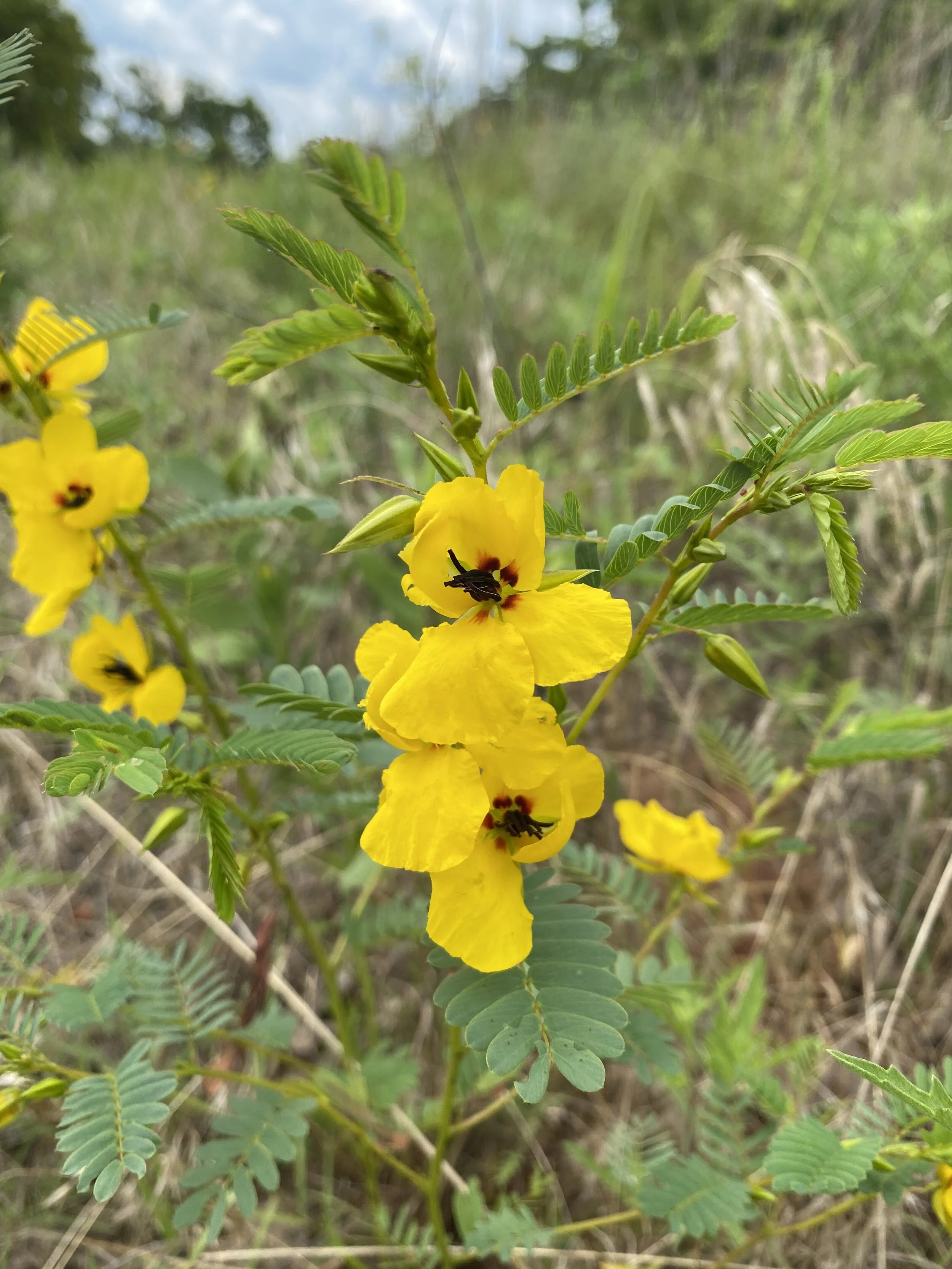 Chamaecrista fasciculata (Partridge Pea) Native