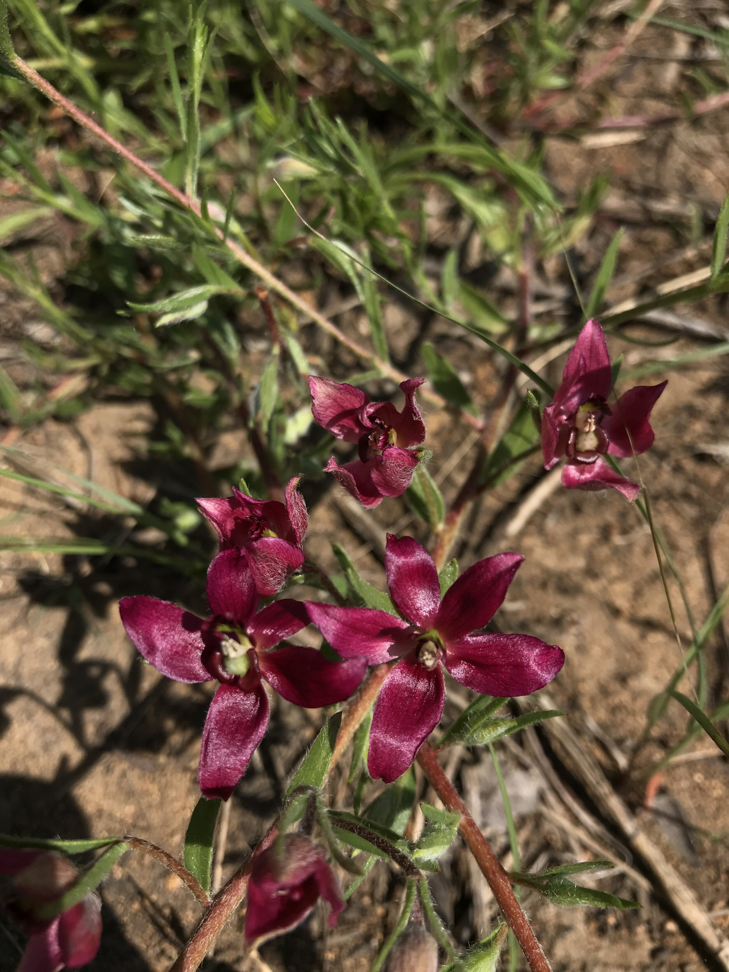 Krameria lanceolata (Trailing Krameria) Native