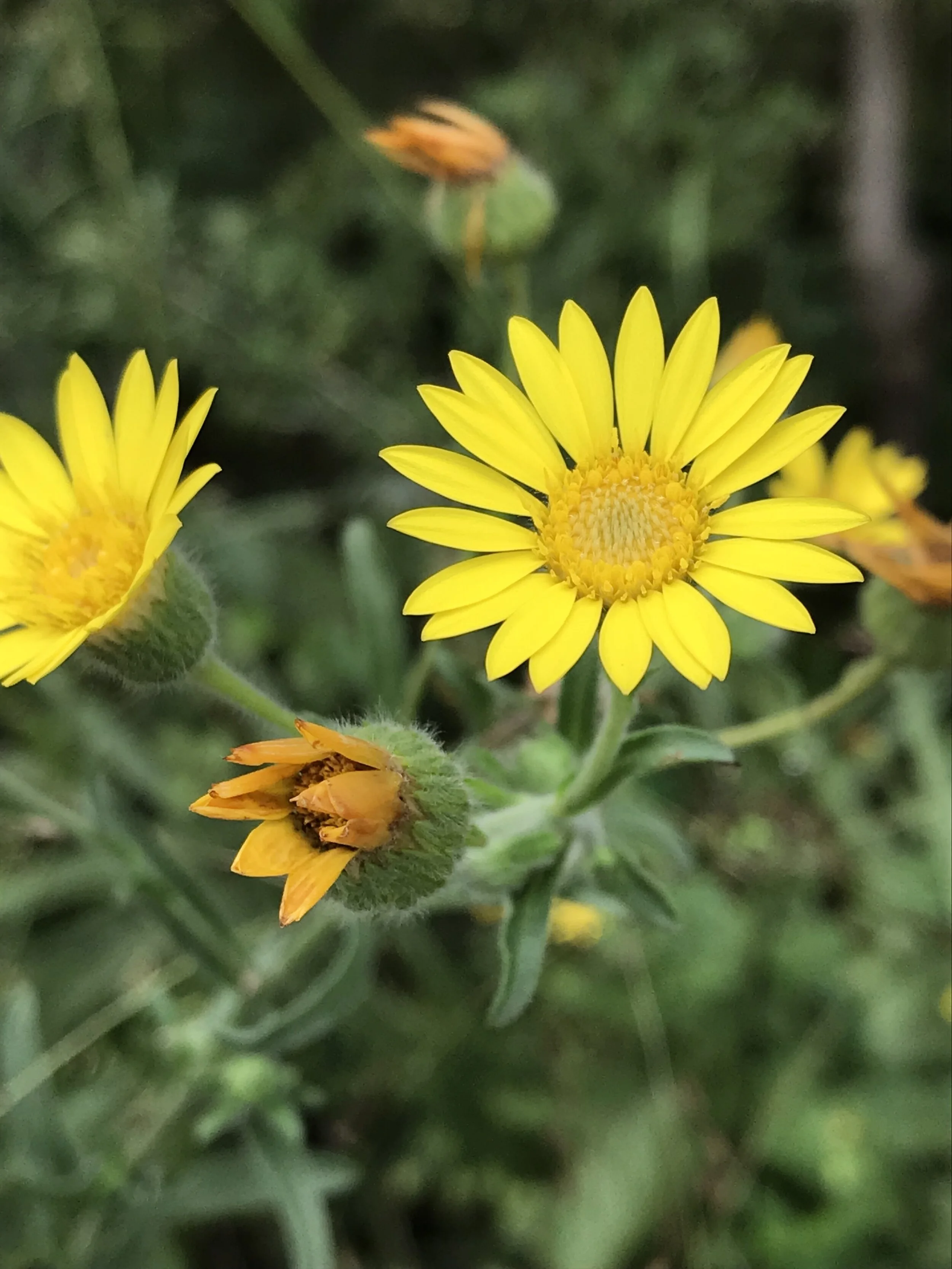 Heterotheca subaxillaris (Camphorweed) Native