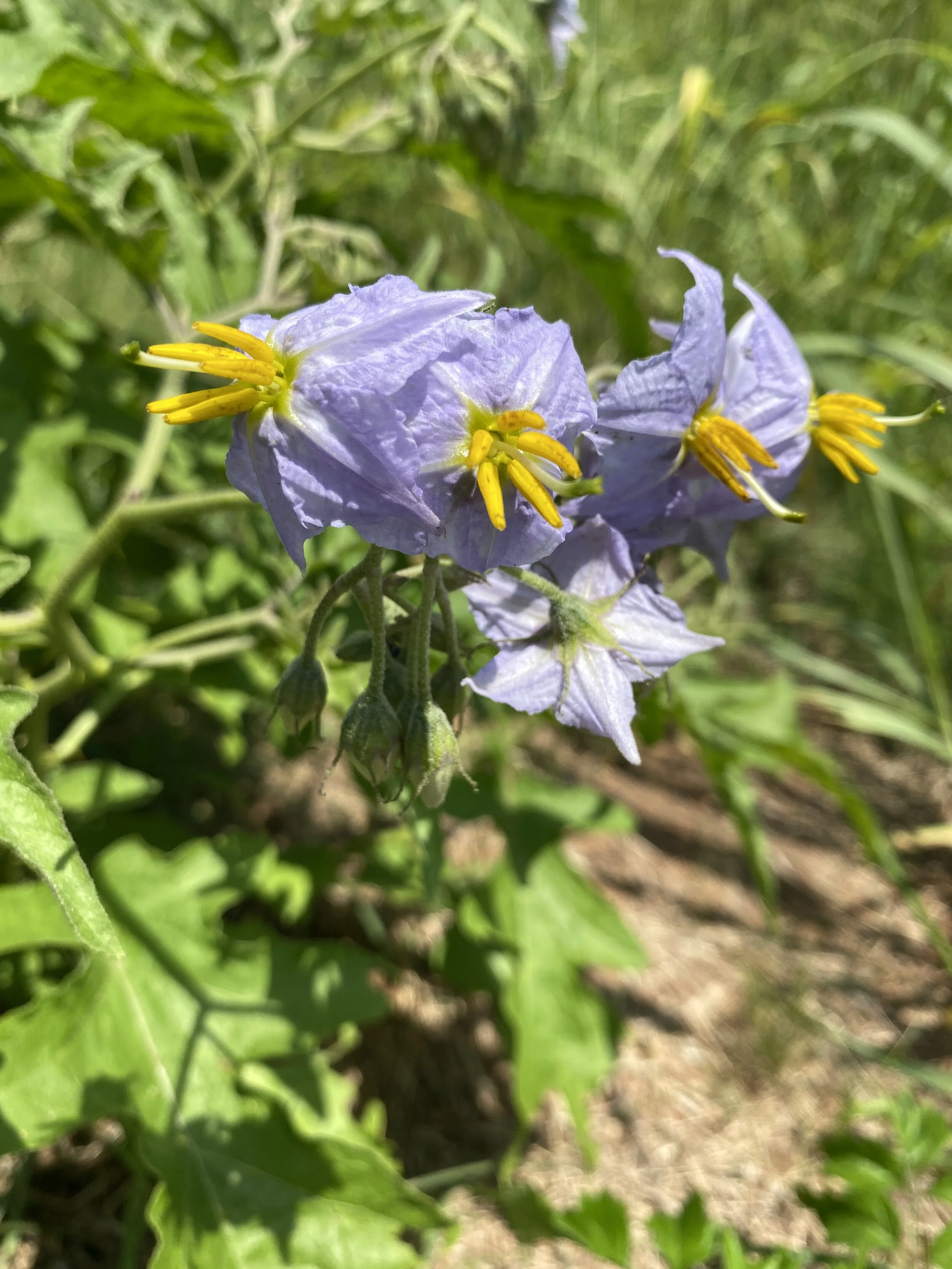 Solanum dimidiatum (Western Horse Nettle) Native