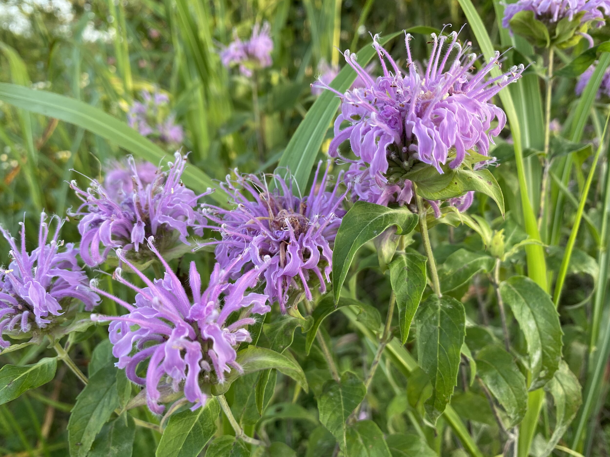 Monarda fistulosa (Wild Bergamot) Native