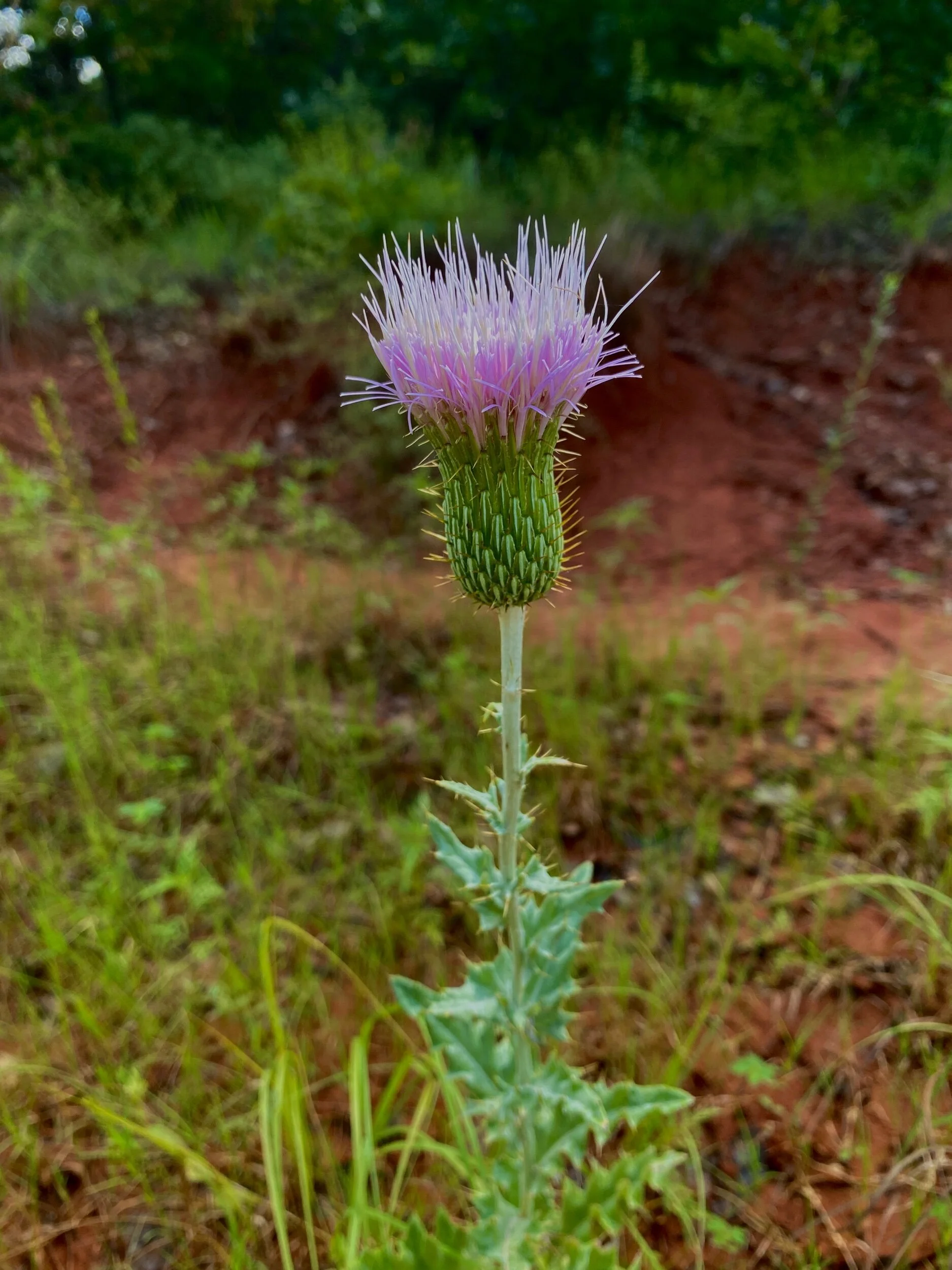 Cirsium undulatum (Wavyleaf Thistle)