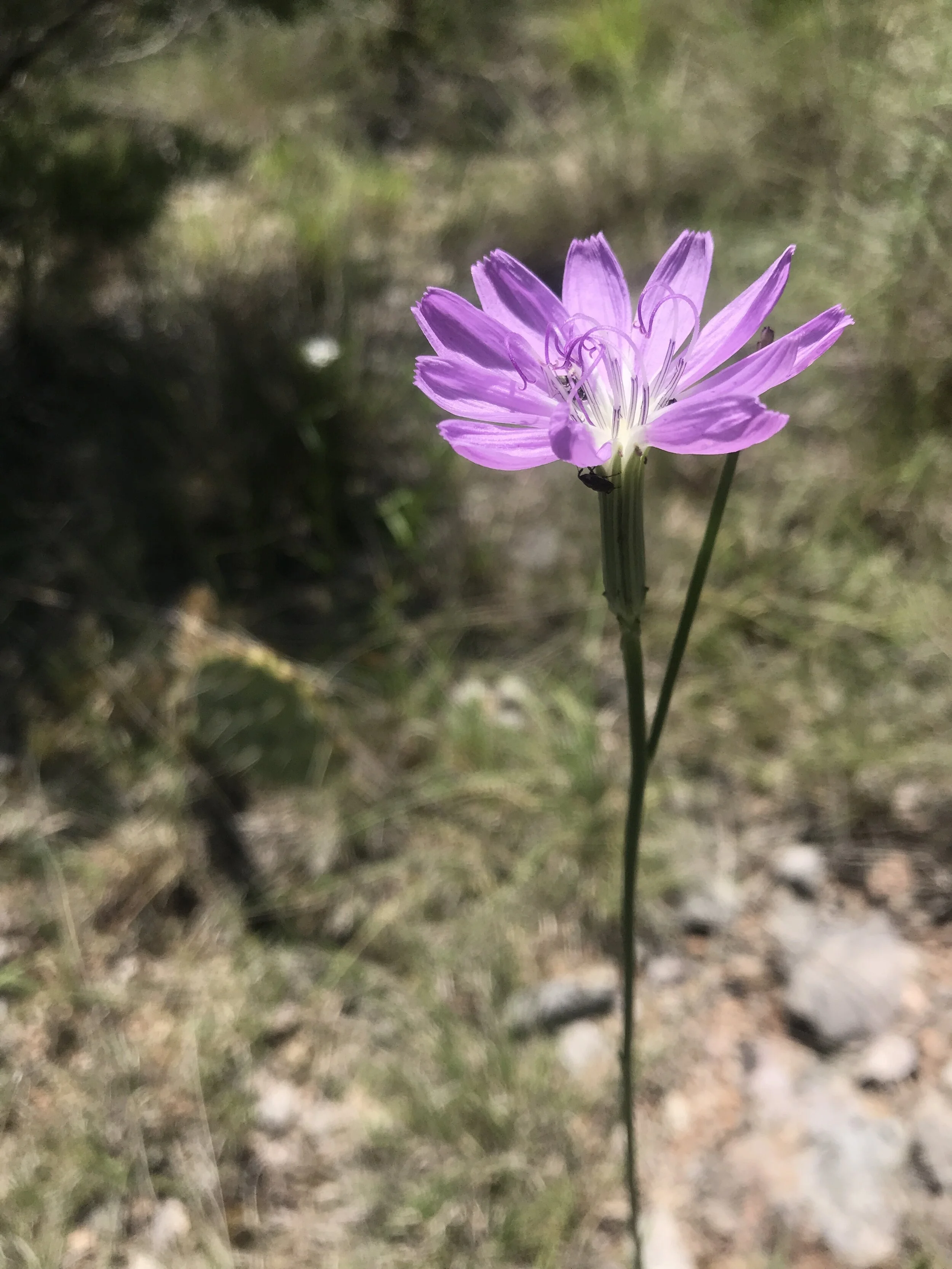 Lygodesmia texana (Texas Skeleton Plant) Native