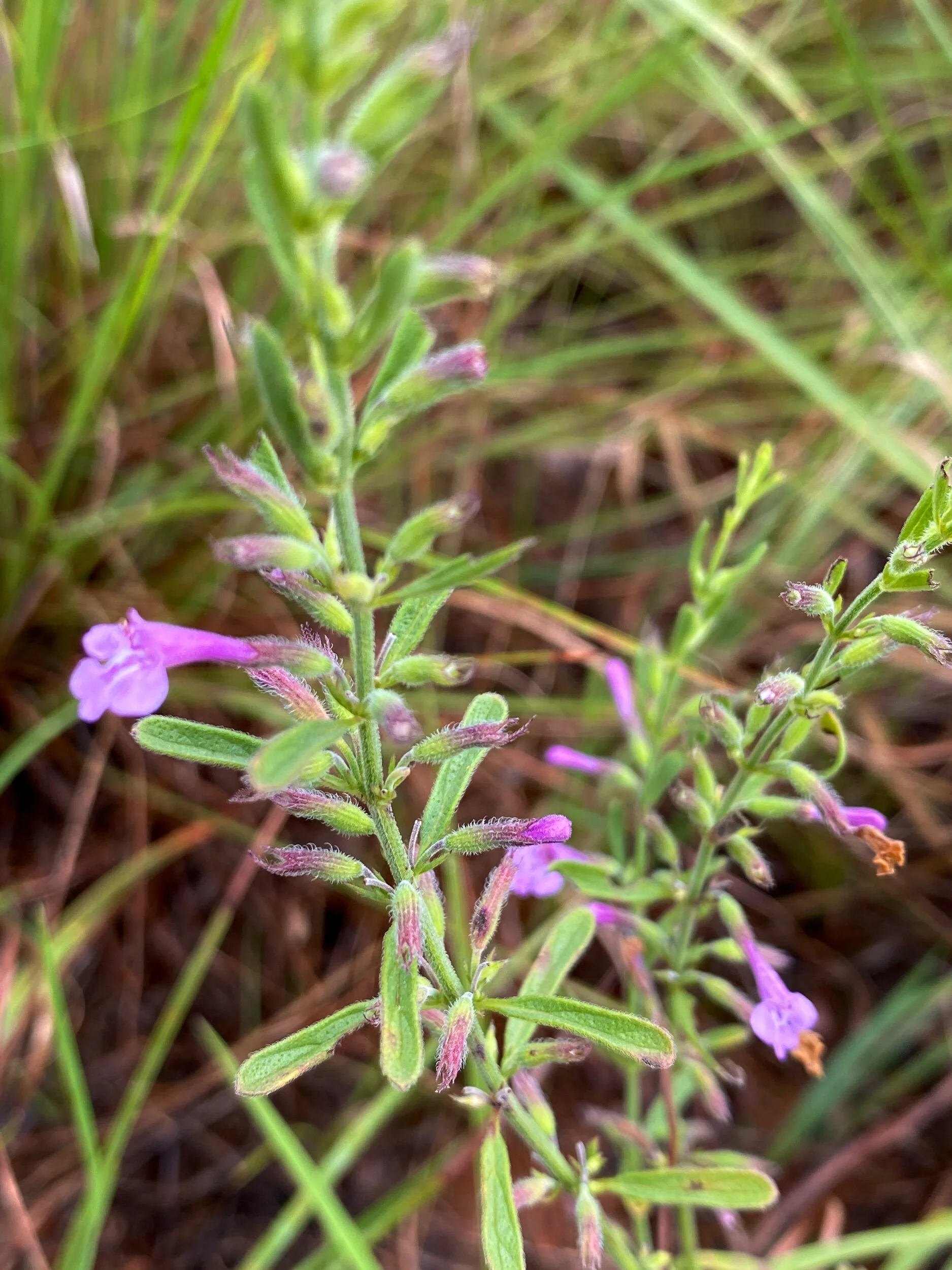 Hedeoma drummondii (Drummond’s False Pennyroyal)