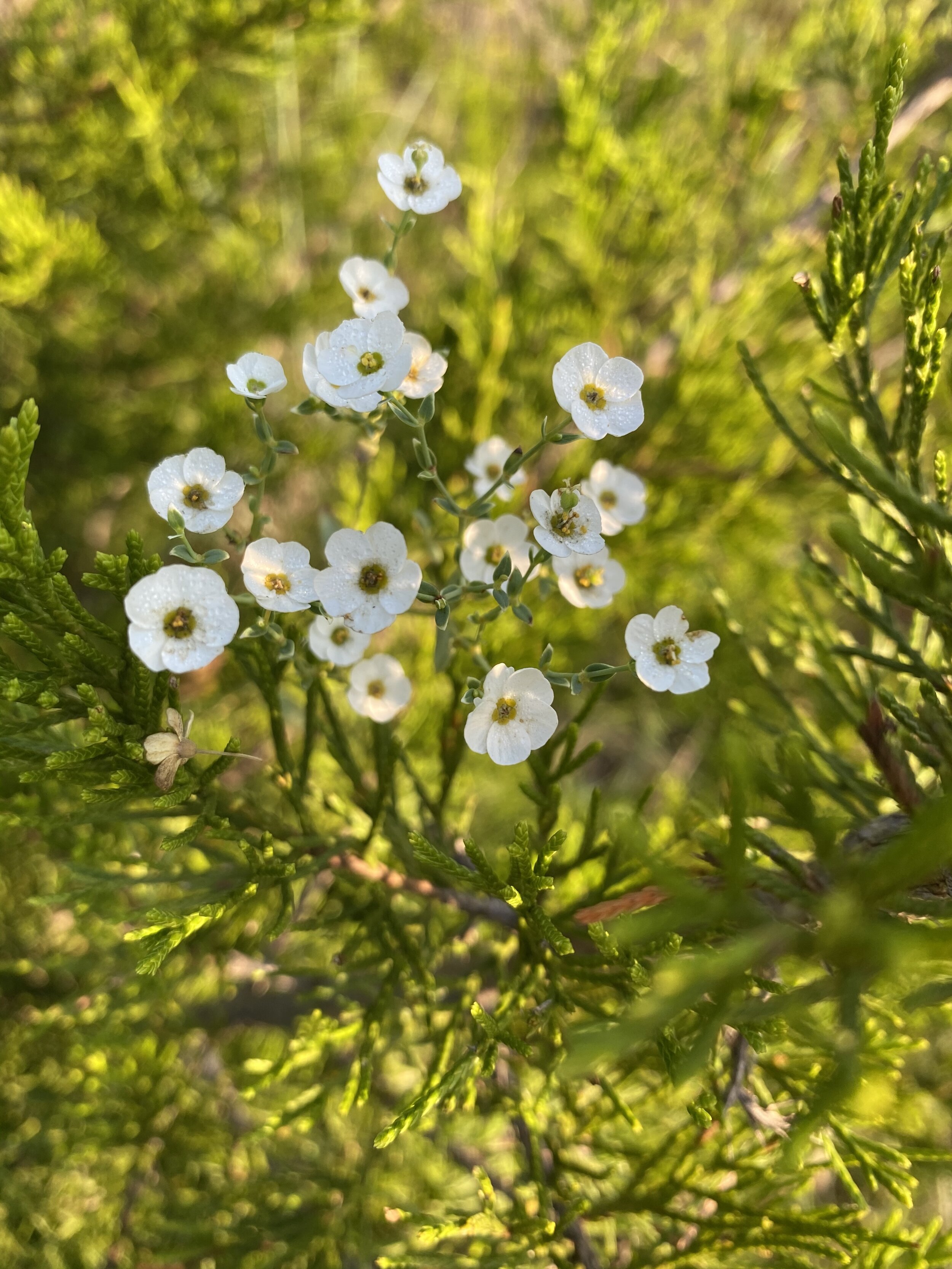 Euphorbia corollata (Flowering Spurge) Native