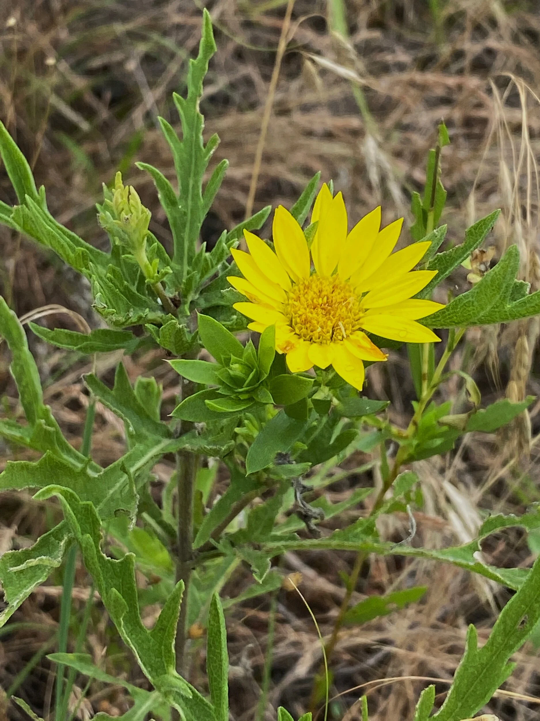 Grindelia integrifolia (Puget Sound Gumweed)