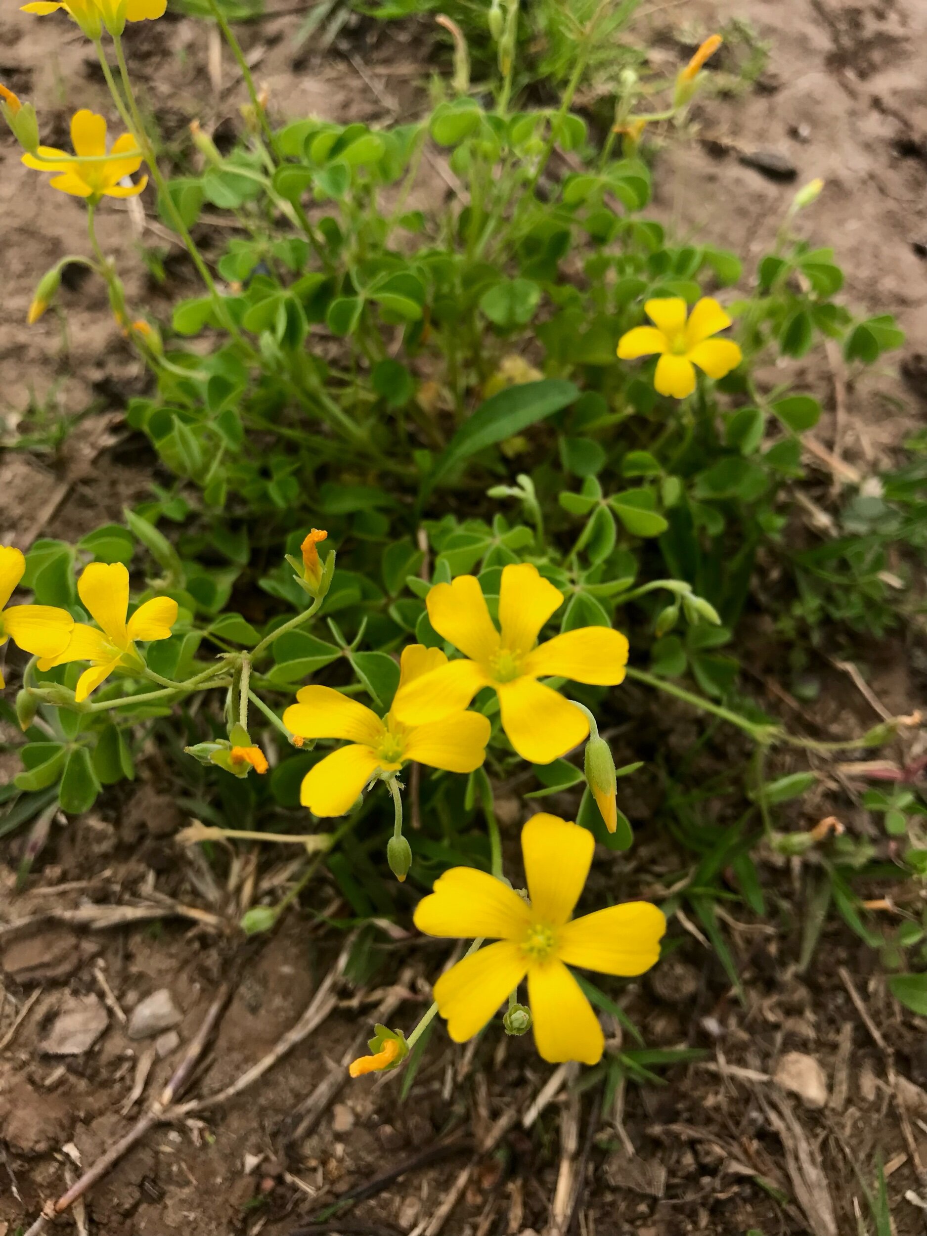 Oxalis dillenii (Yellow Wood Sorrel) Native