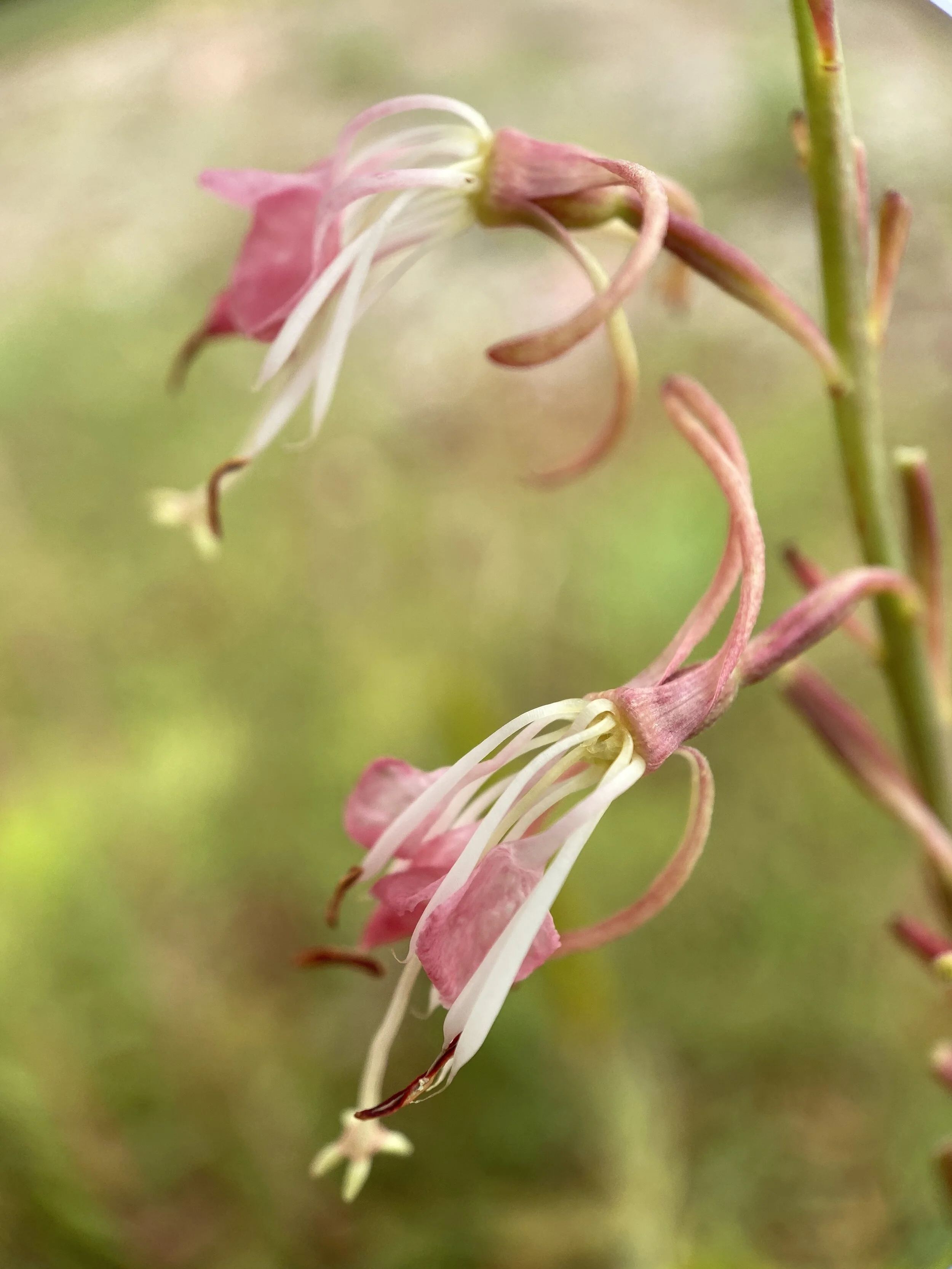 Oenothera suffrutescens (Scarlet Beeblossom) Native