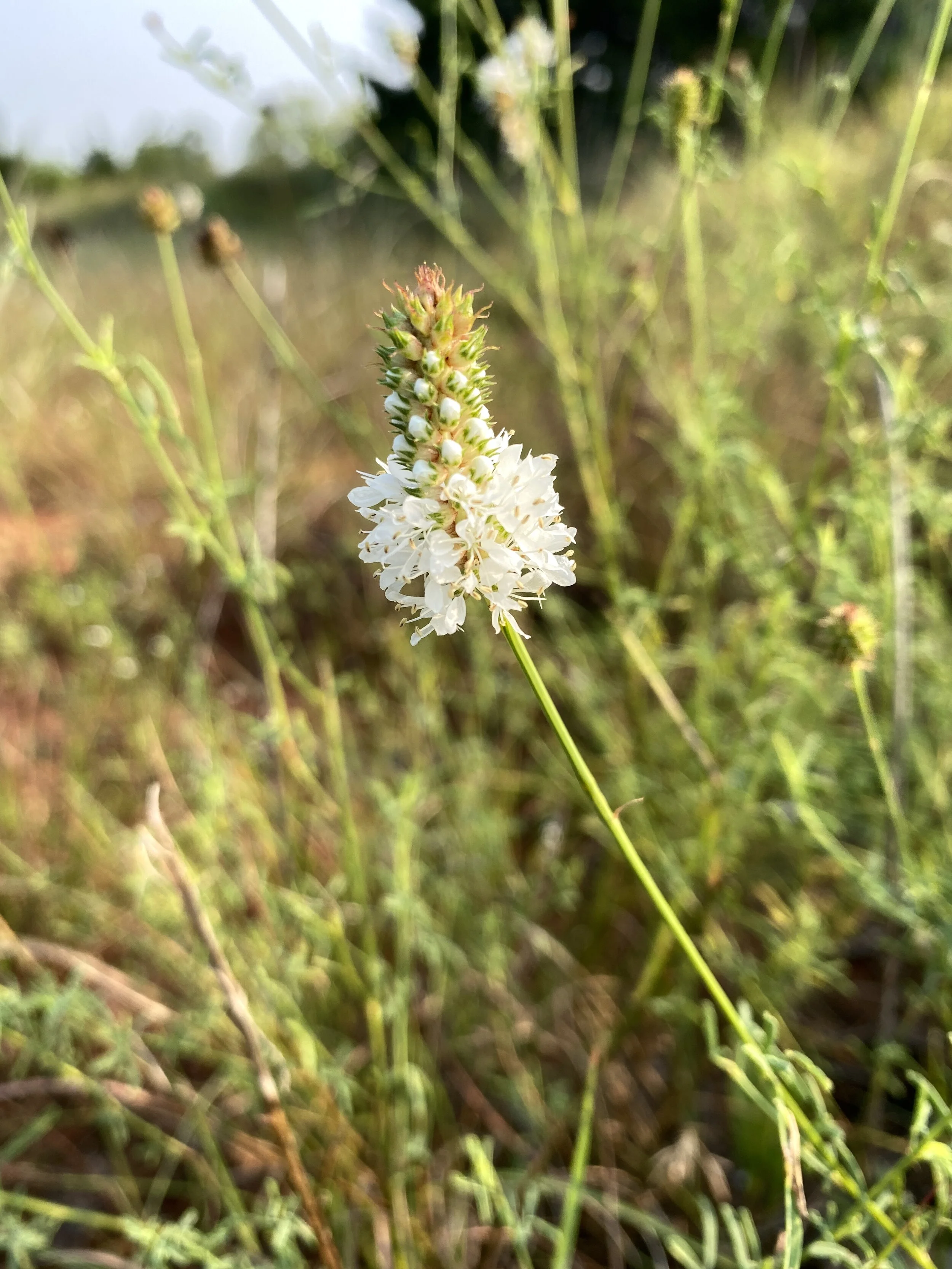 Dalea candida (White Prairie Clover) Native