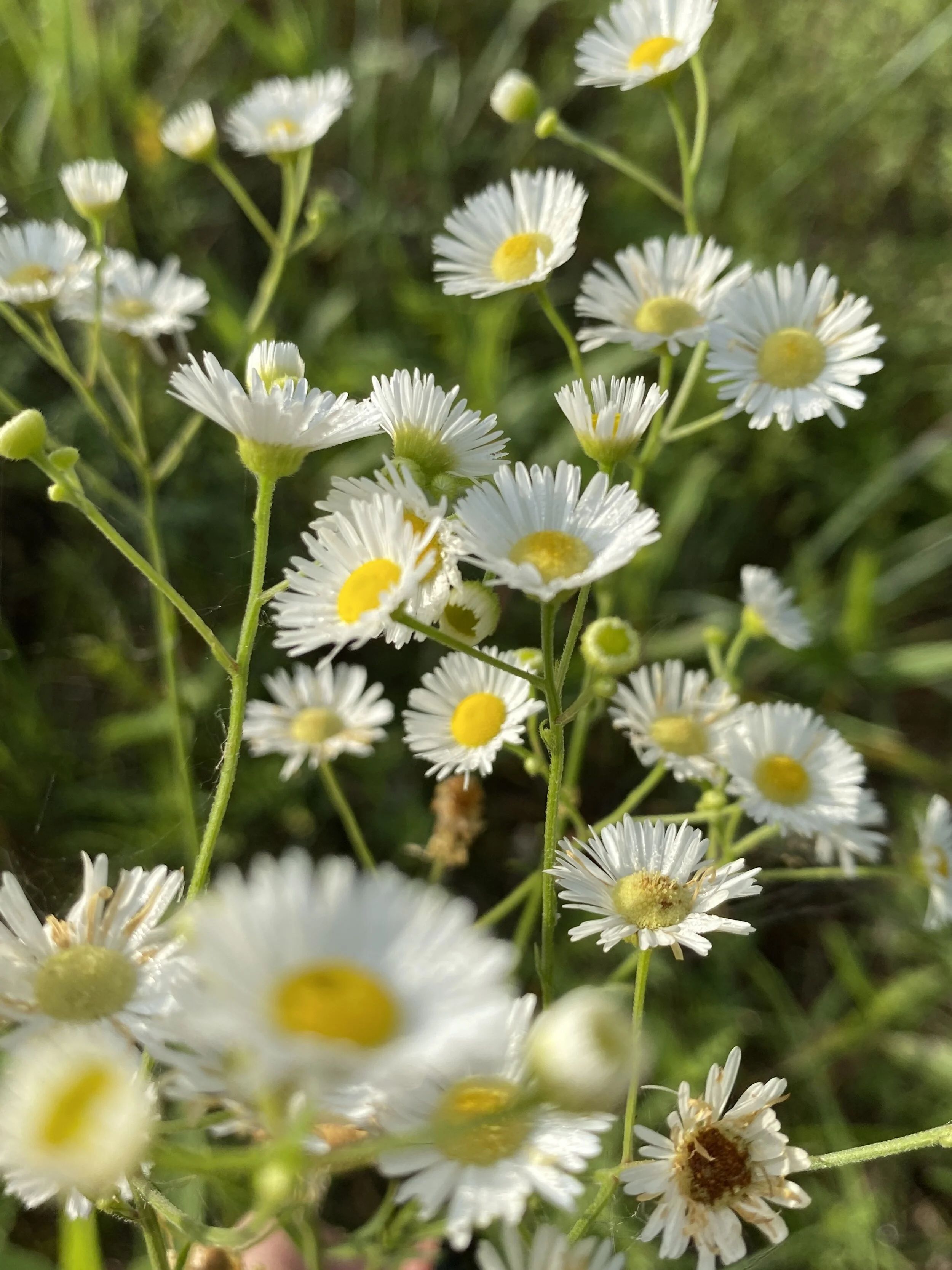 Erigeron annuus (Daisy Fleabane) Native