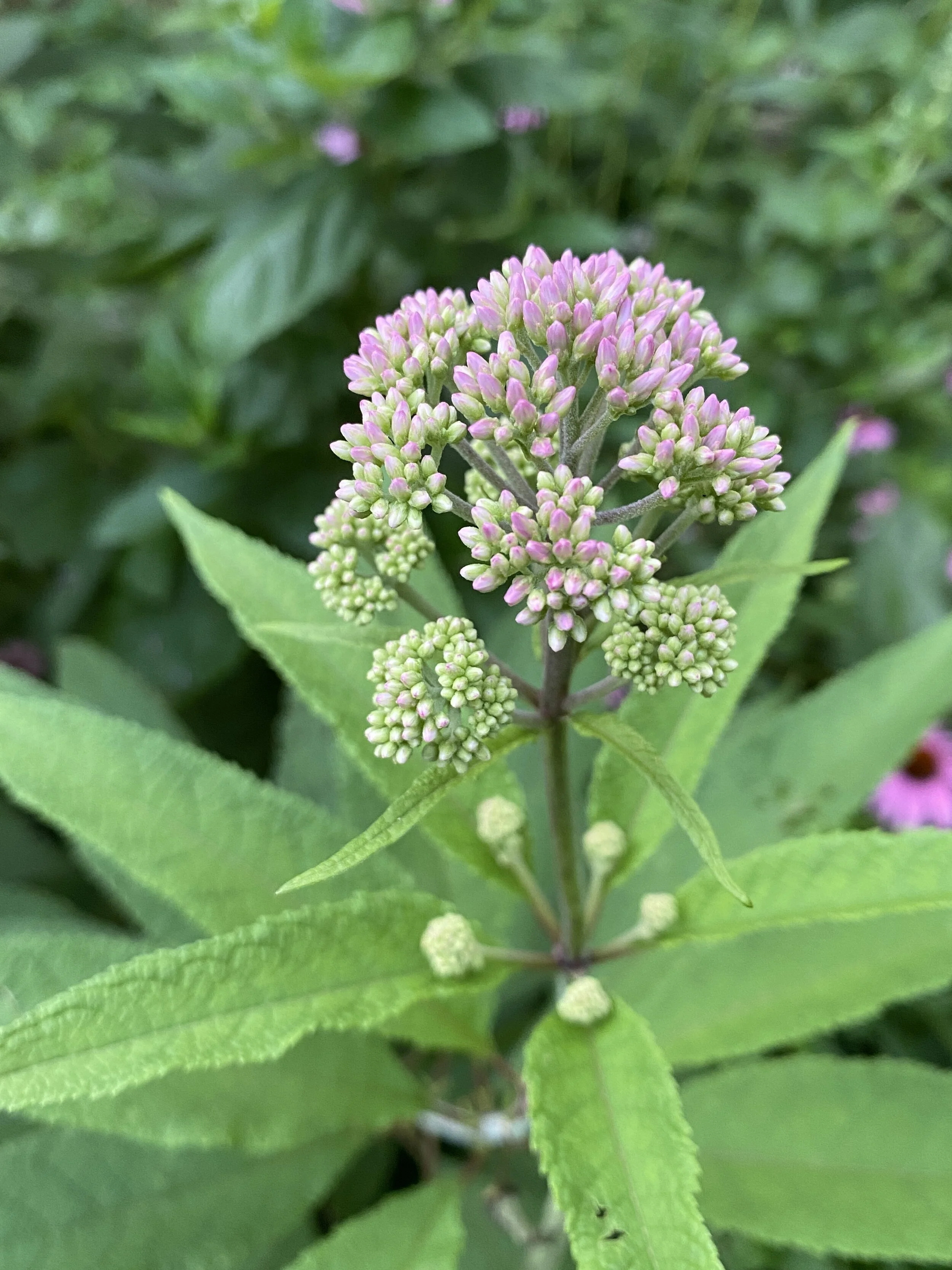 Eutrochium purpureum (Joe Pye Weed) Native