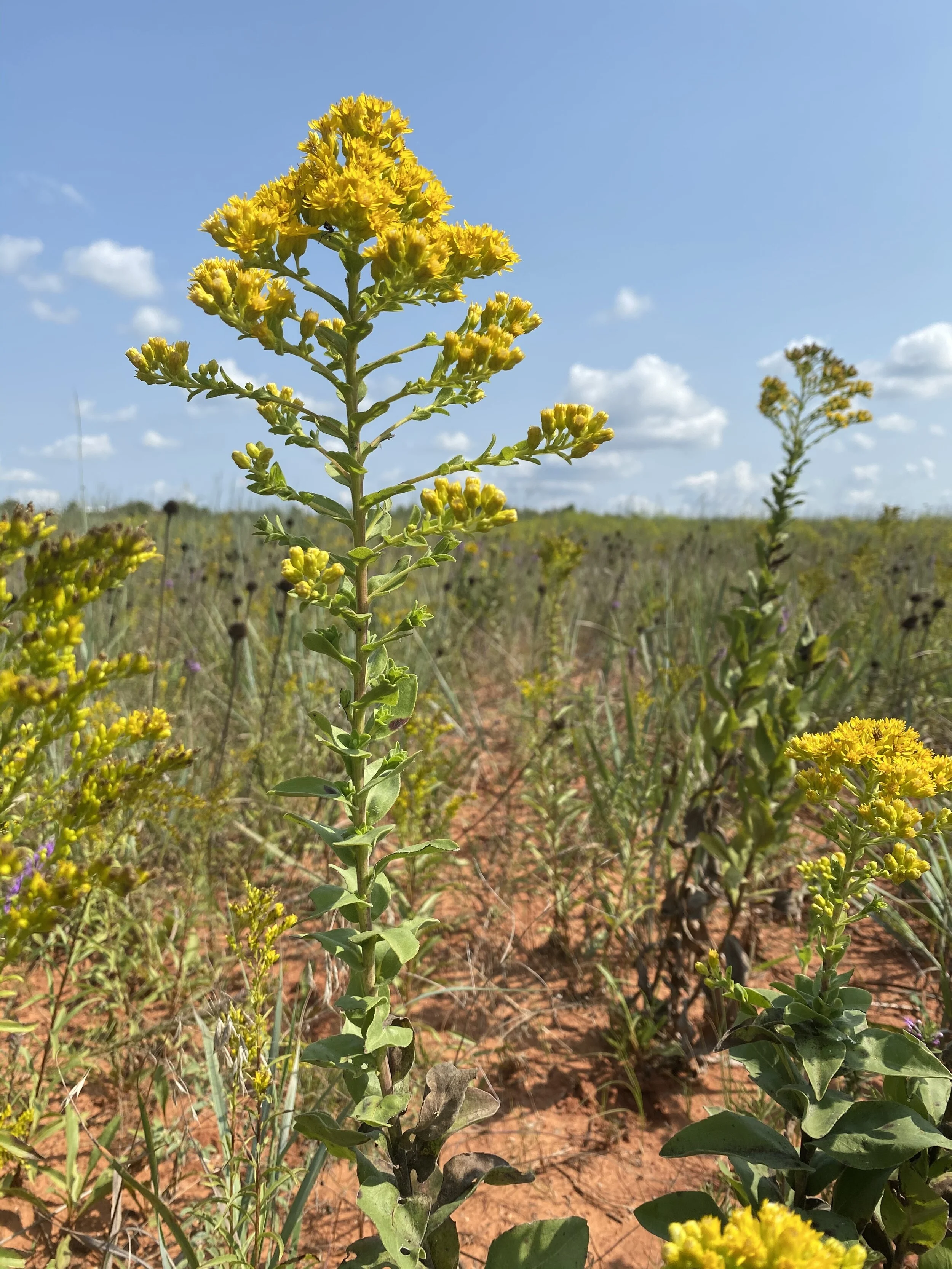 Solidigo rigida (Stiff Goldenrod) Native