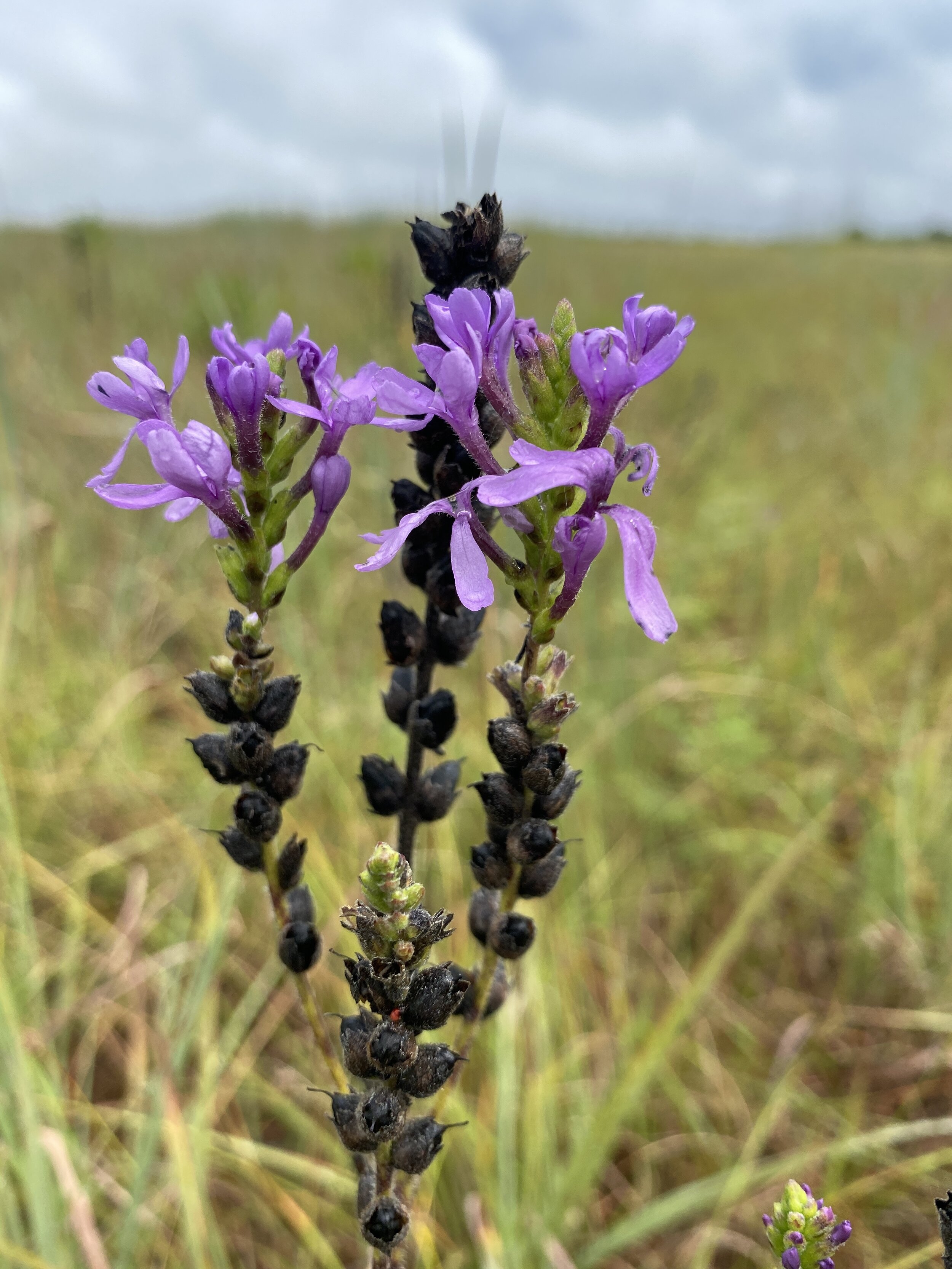 Buchnera americana (American Bluehearts) Native