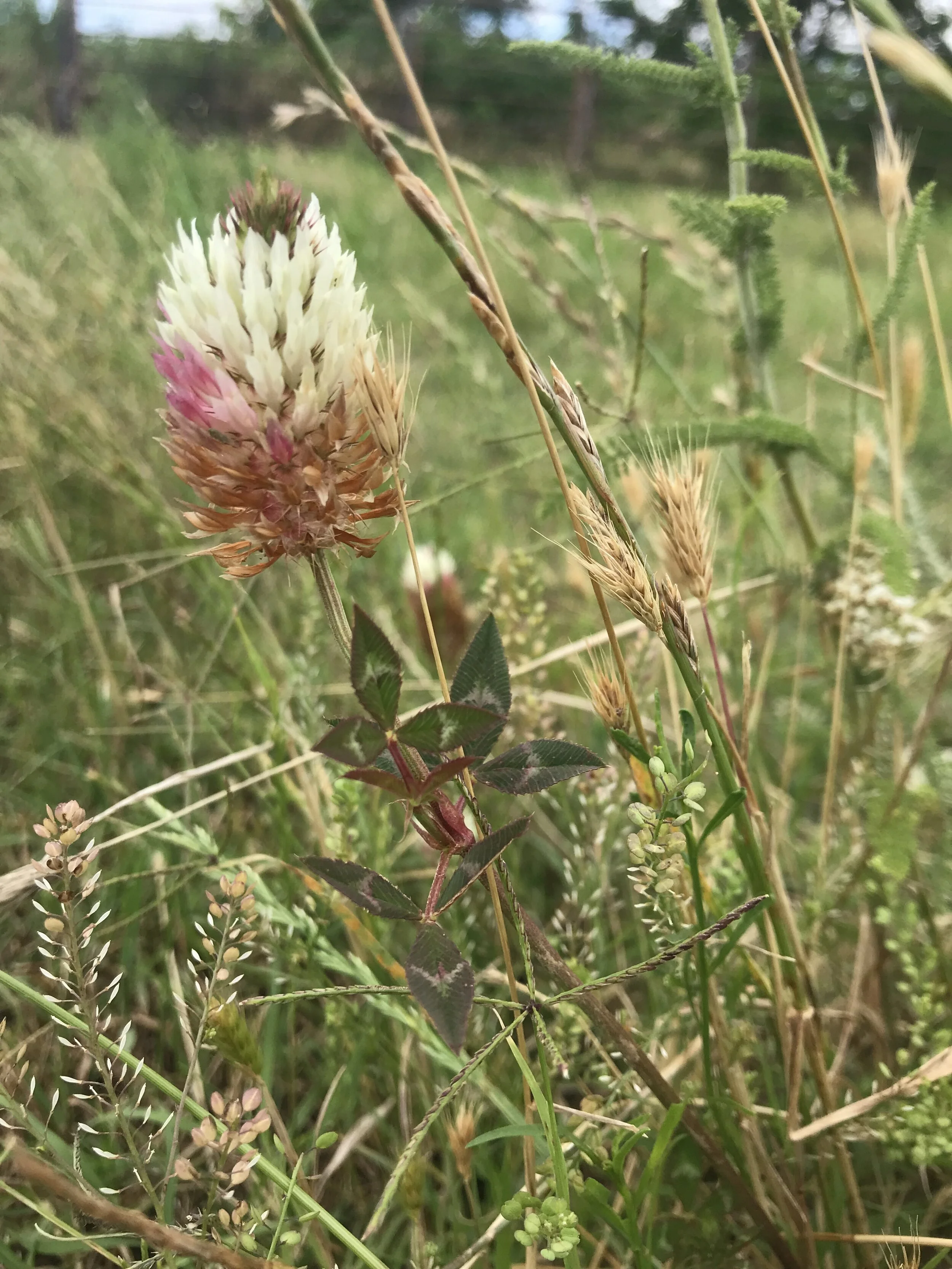 Trifolium pratense (Red Clover) Introduced