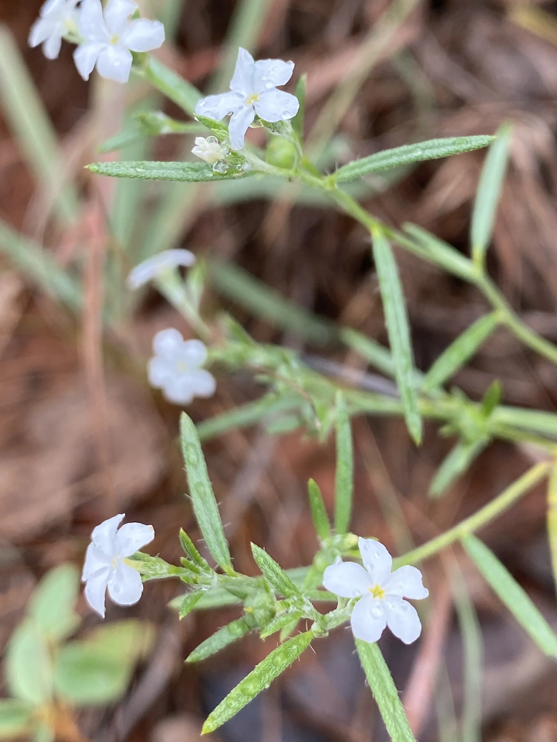 Euploca tenella (Pasture Heliotrope) Native