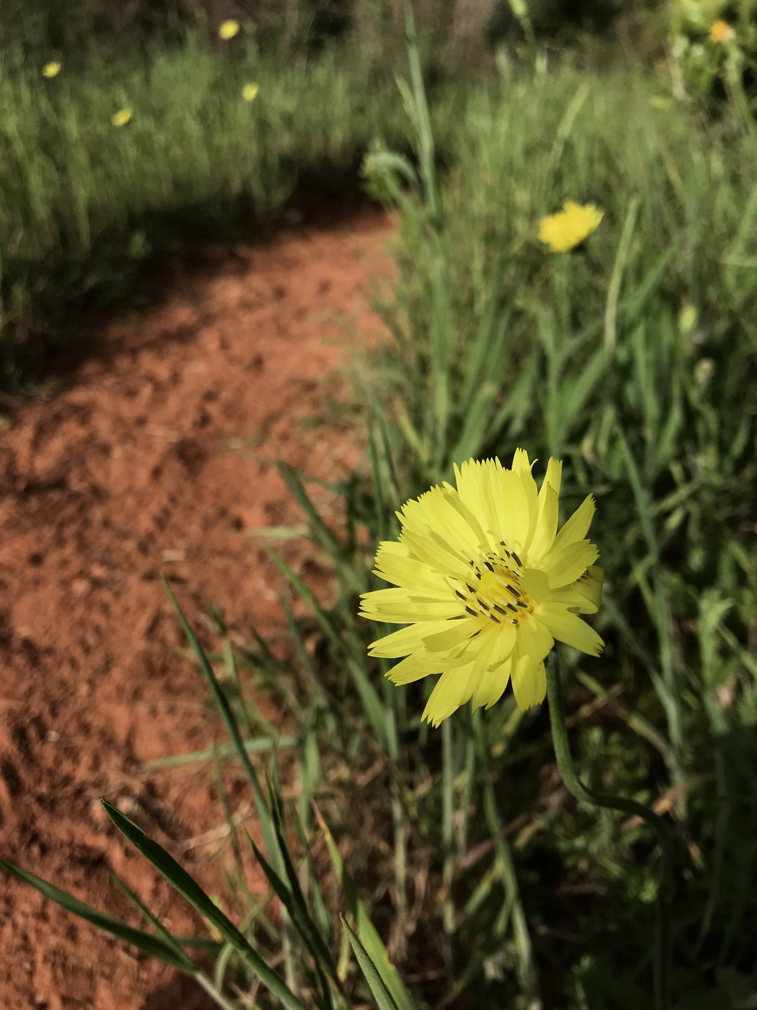 Pyrrhopappus carolinianus (False Dandelion) Native