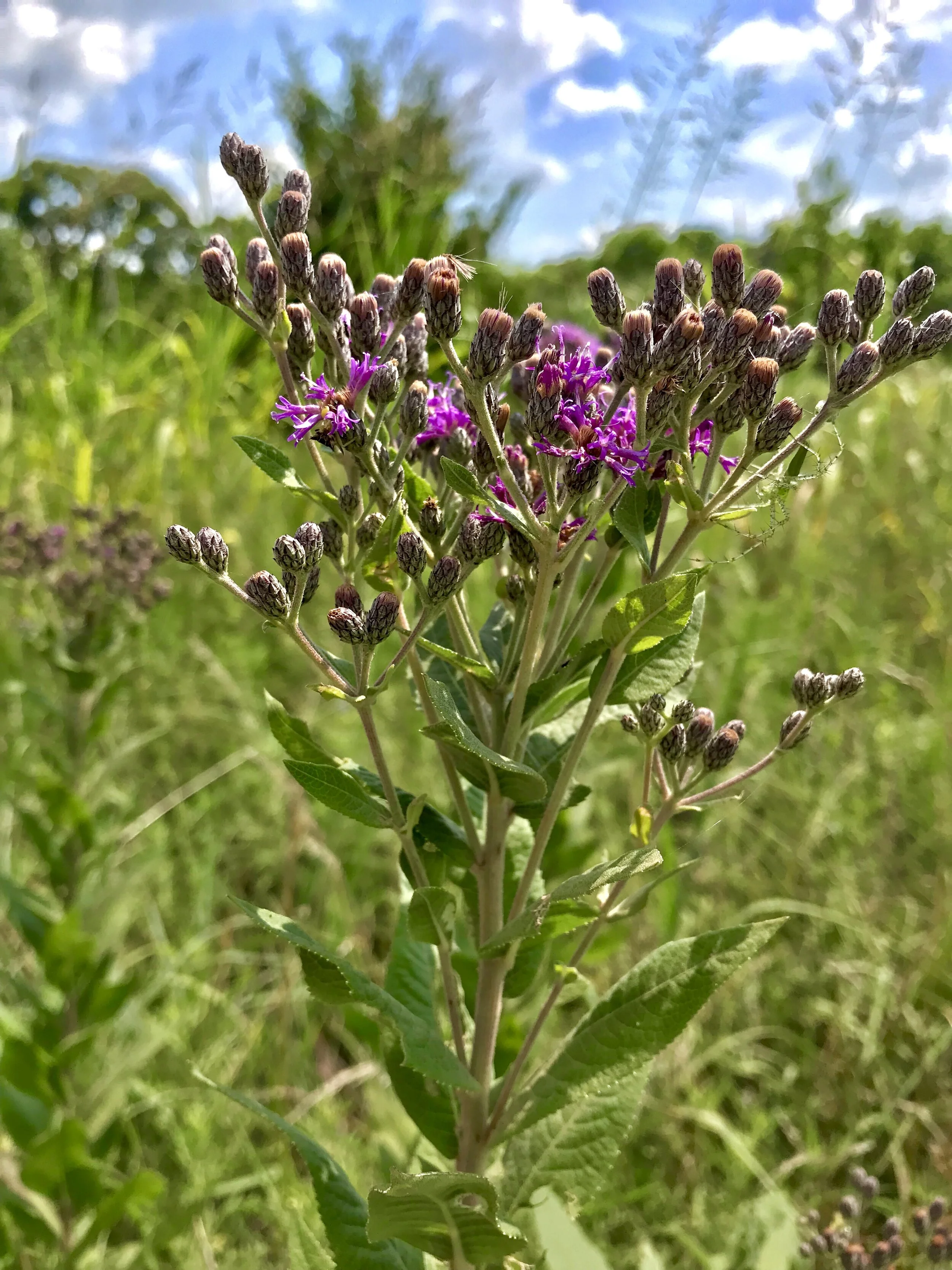Veronica baldwinii (Baldwin’s Ironweed) Native