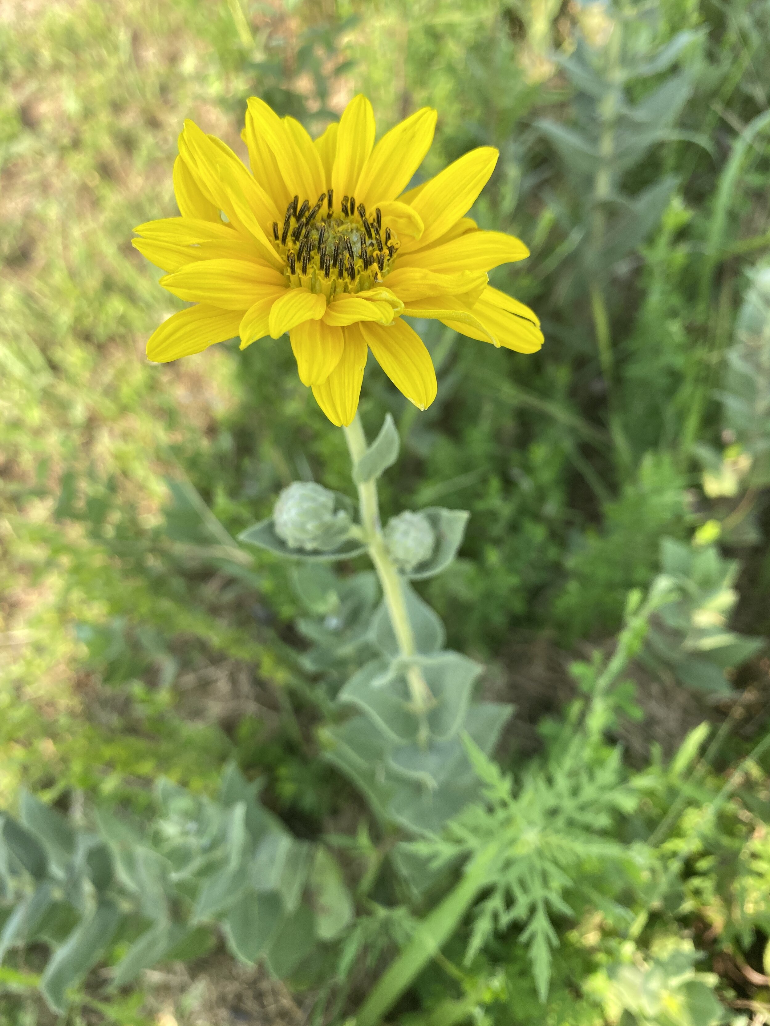 Helianthus mollis (Ashy Sunflower) Native