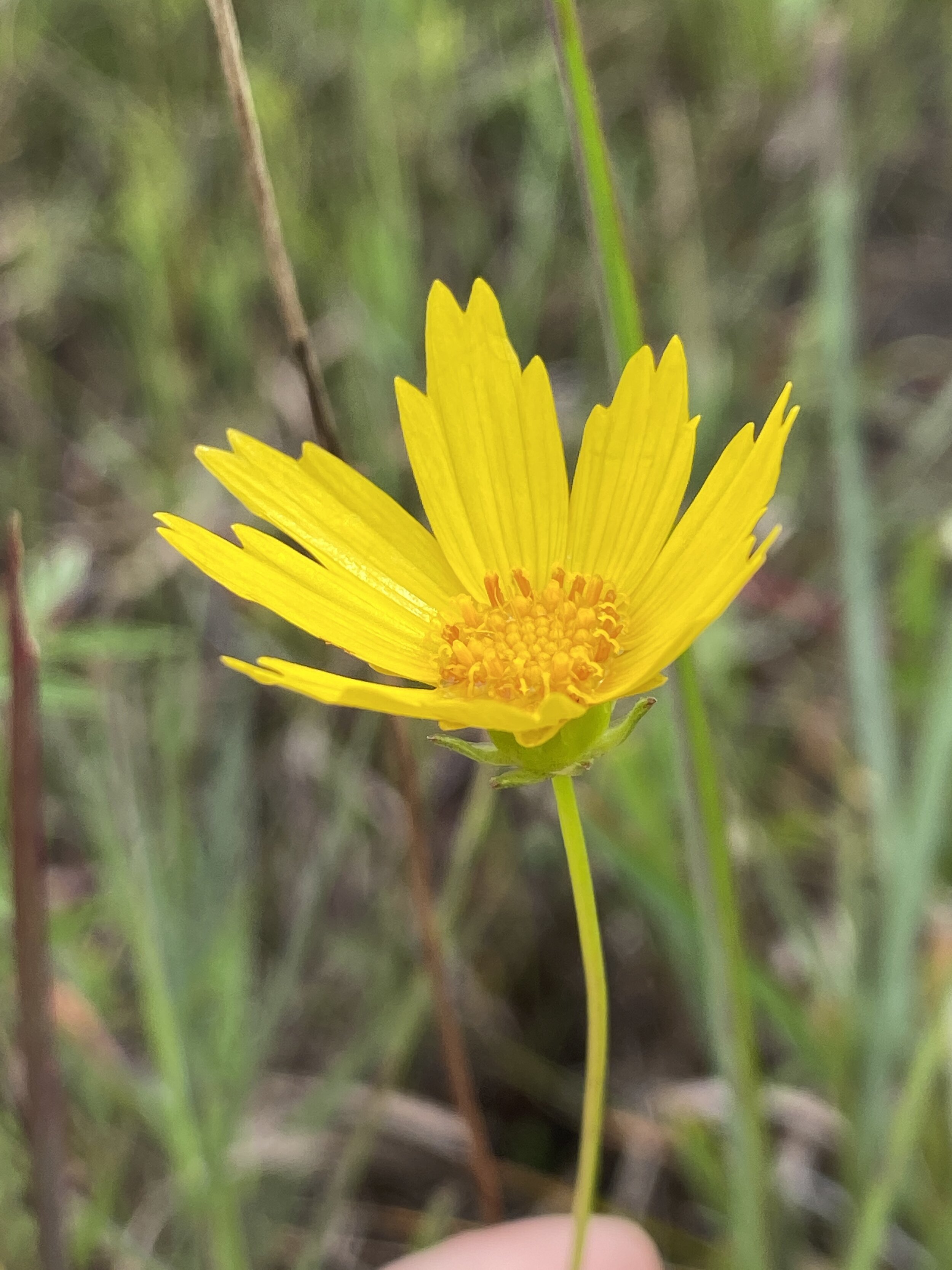 Coreopsis lanceolata (Lanceleaf Coreopsis) Native