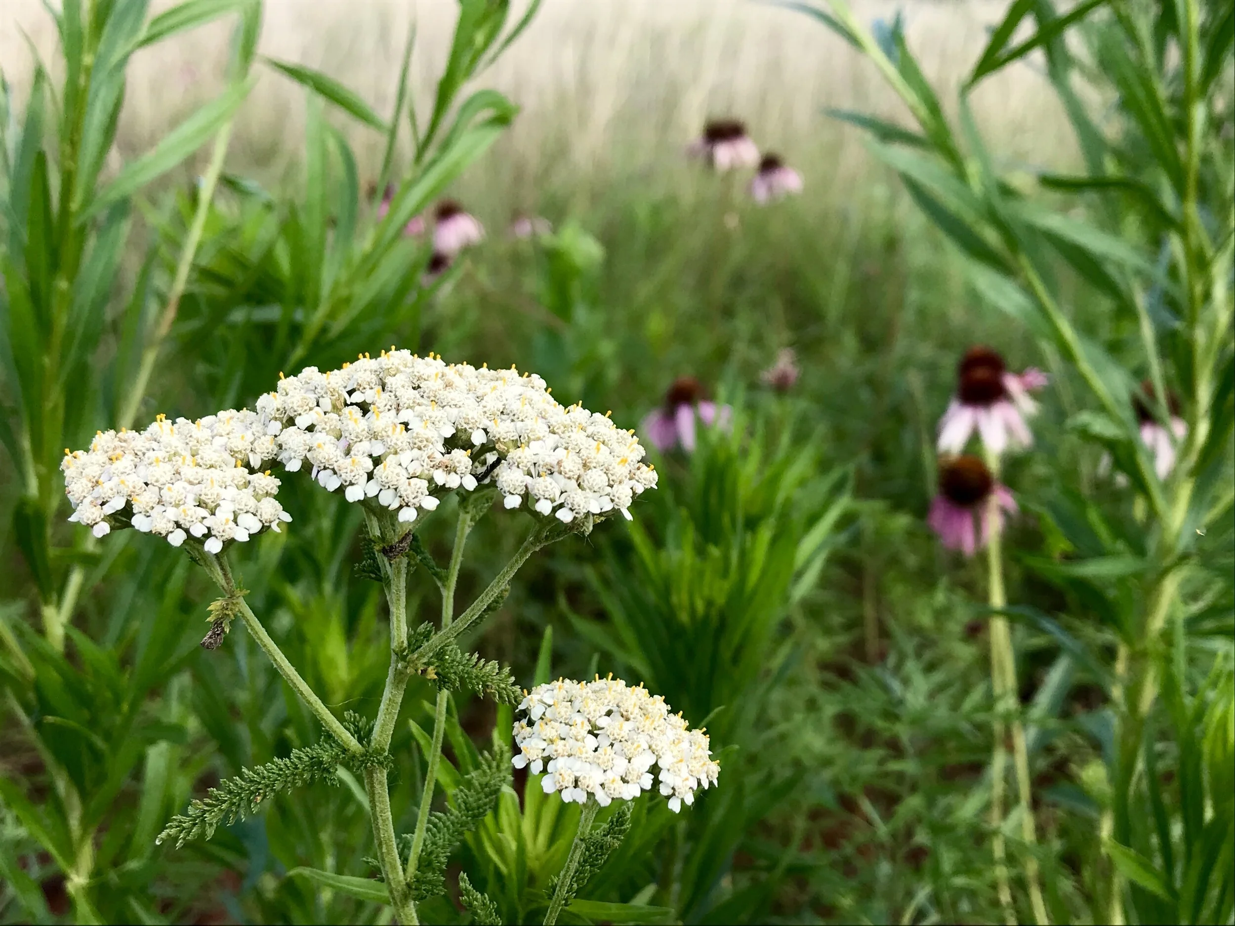 Achillea millefolium (Common Yarrow) Native