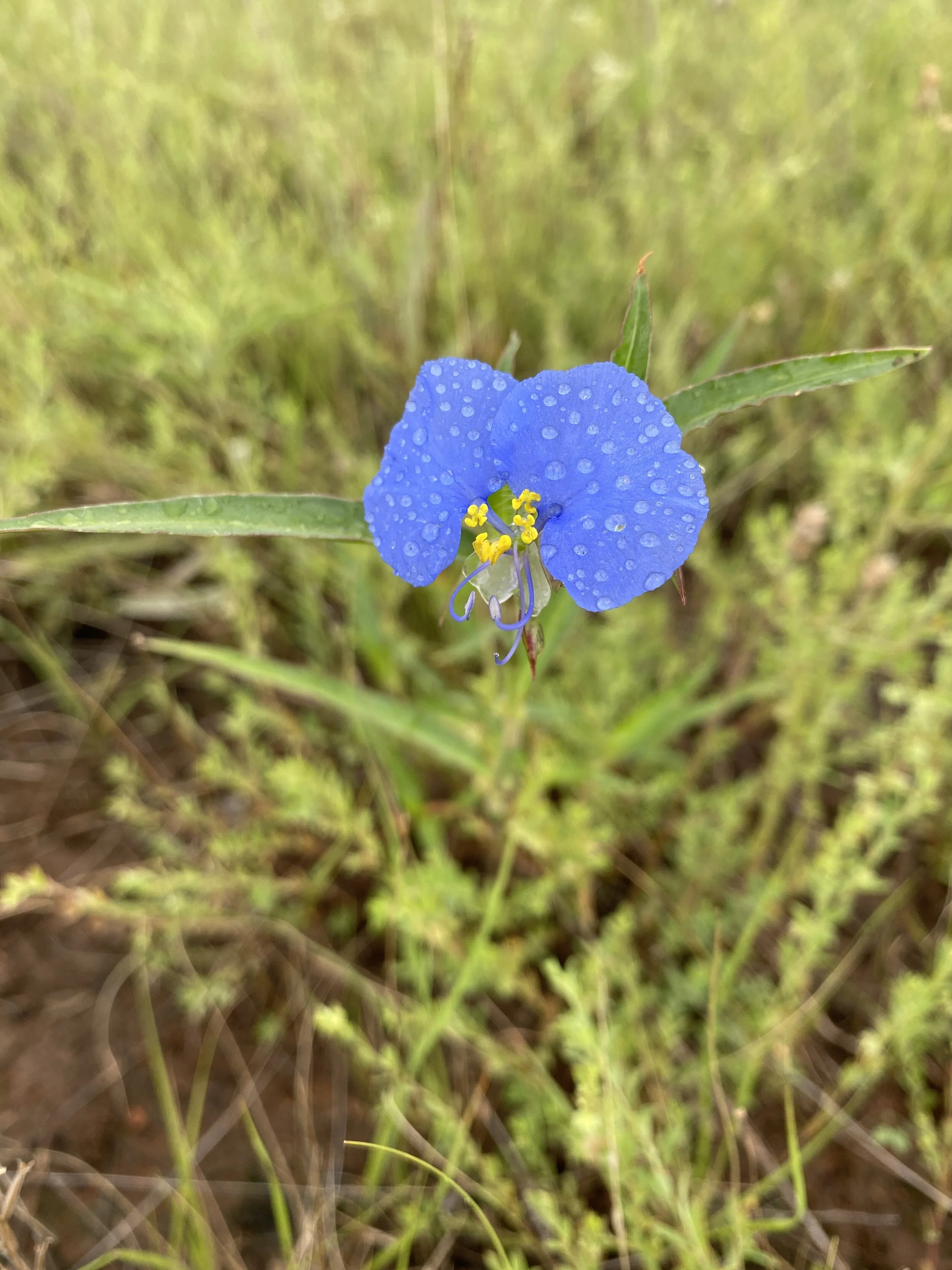 Commelina erecta (Slender Dayflower) Native