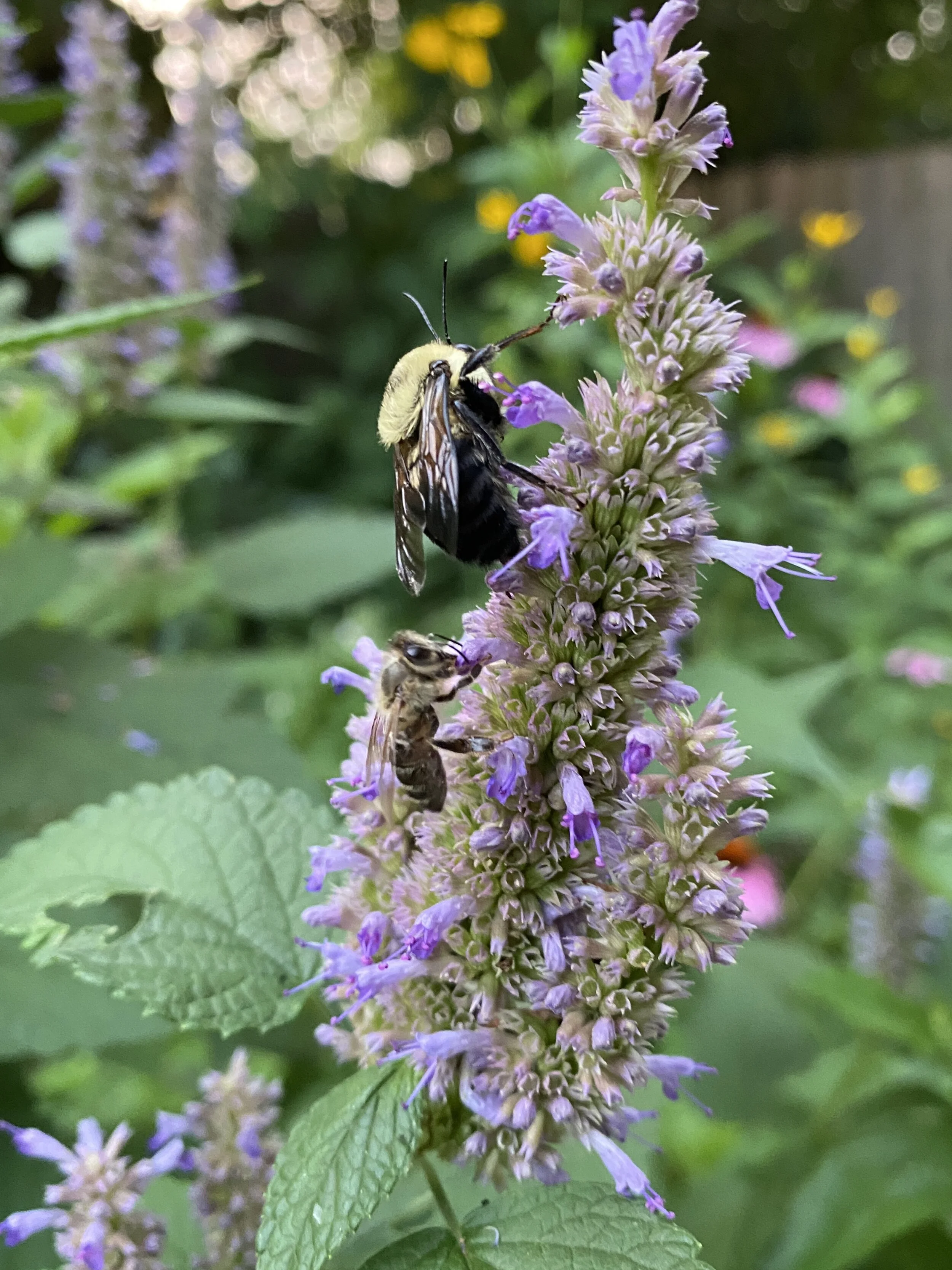 Agastache foeniculum (Anise Hyssop) Native