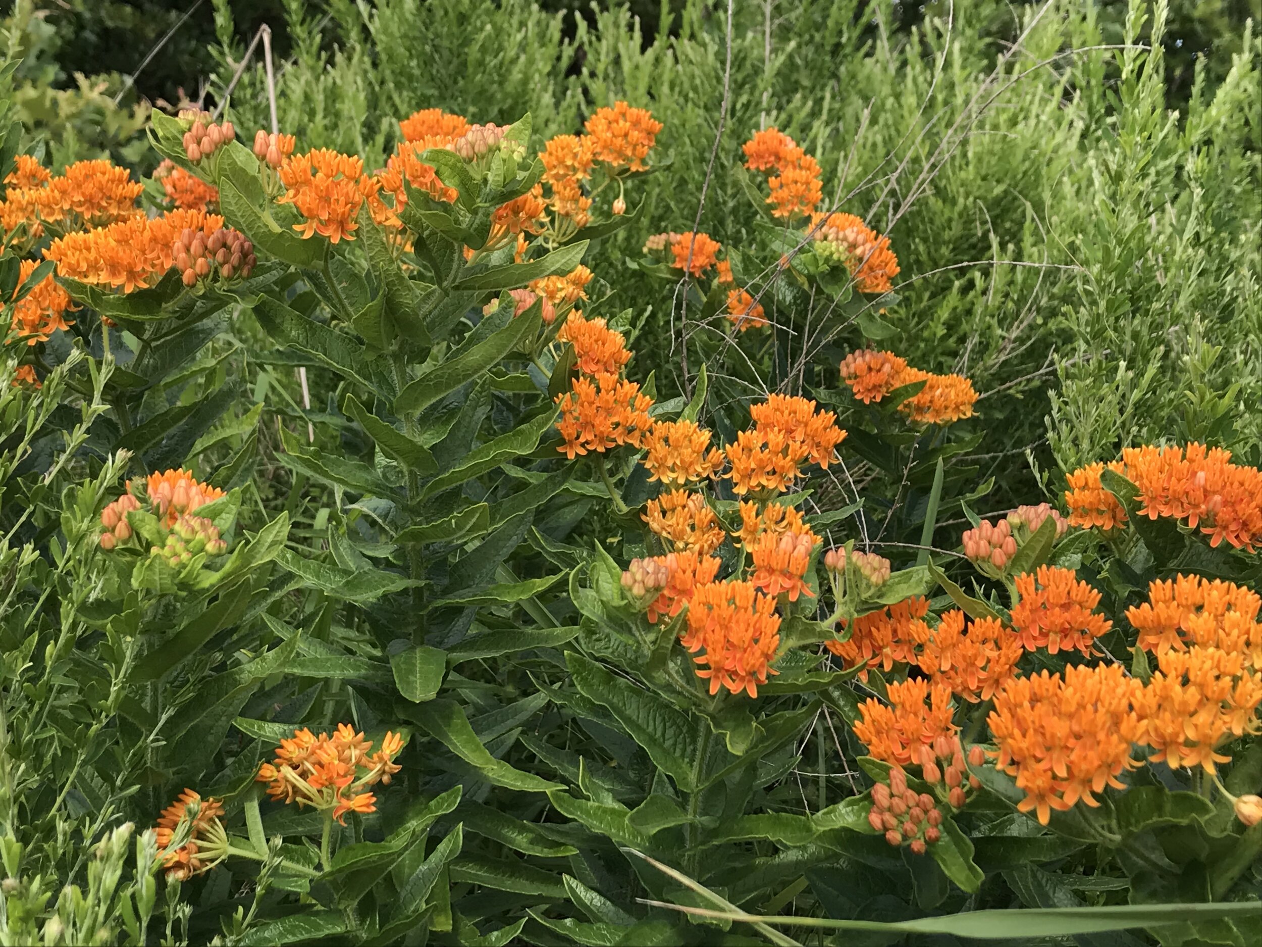 Asclepias tuberosa (Butterfly Weed) Native