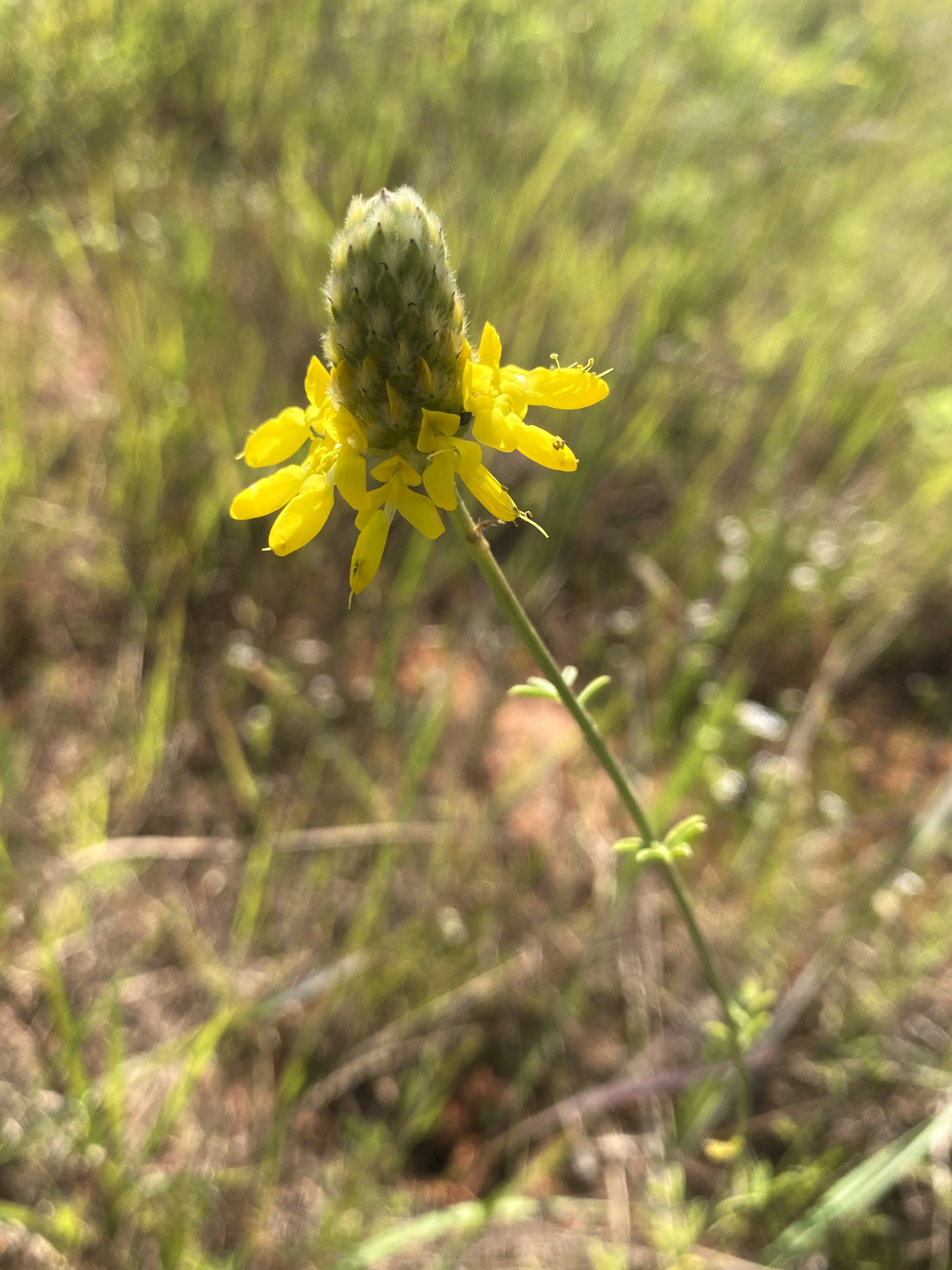 Dalea aurea (Golden Prairie Clover) Native