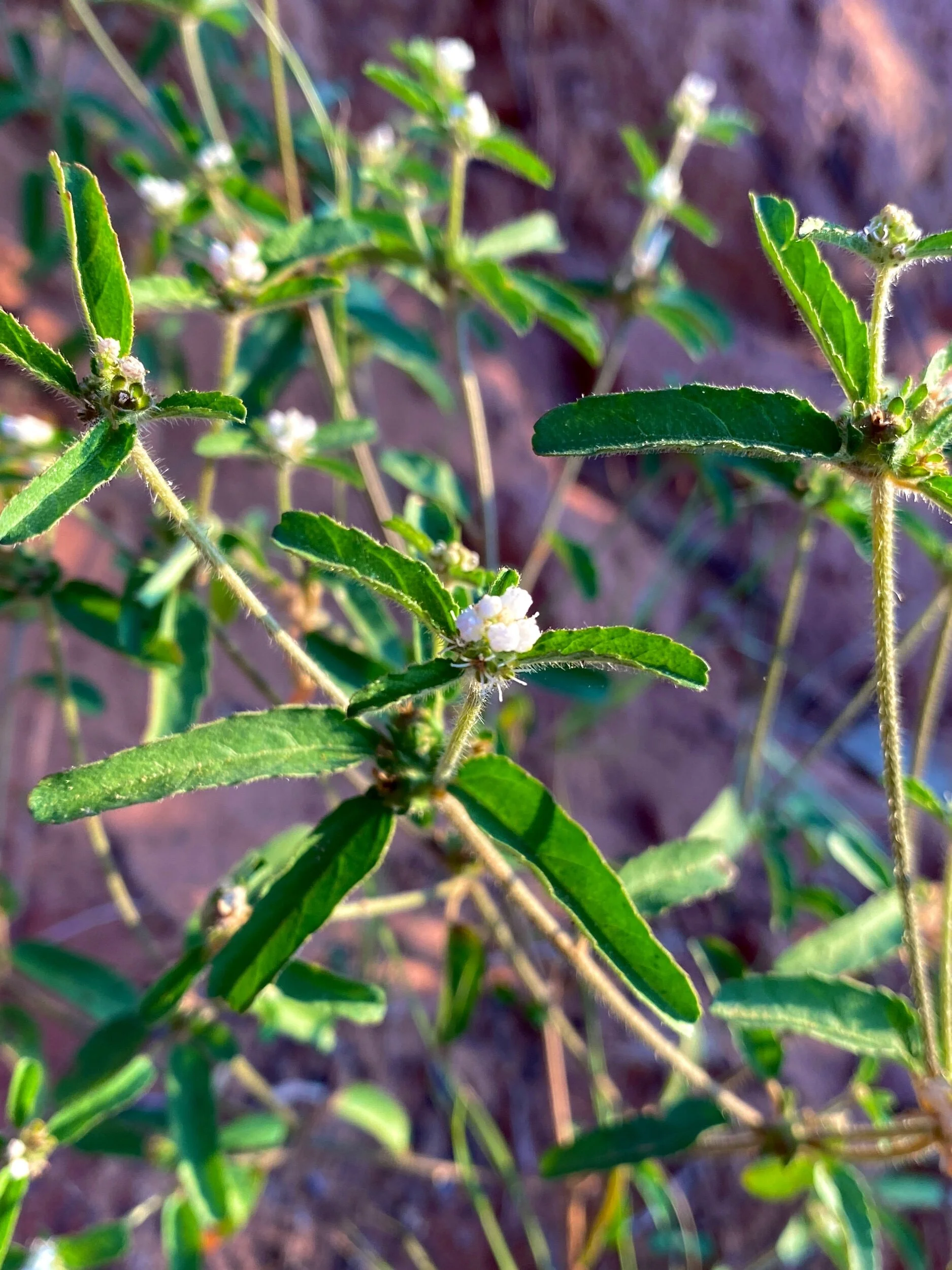 Croton Glandulosus (Tooth-leaved Croton) Native