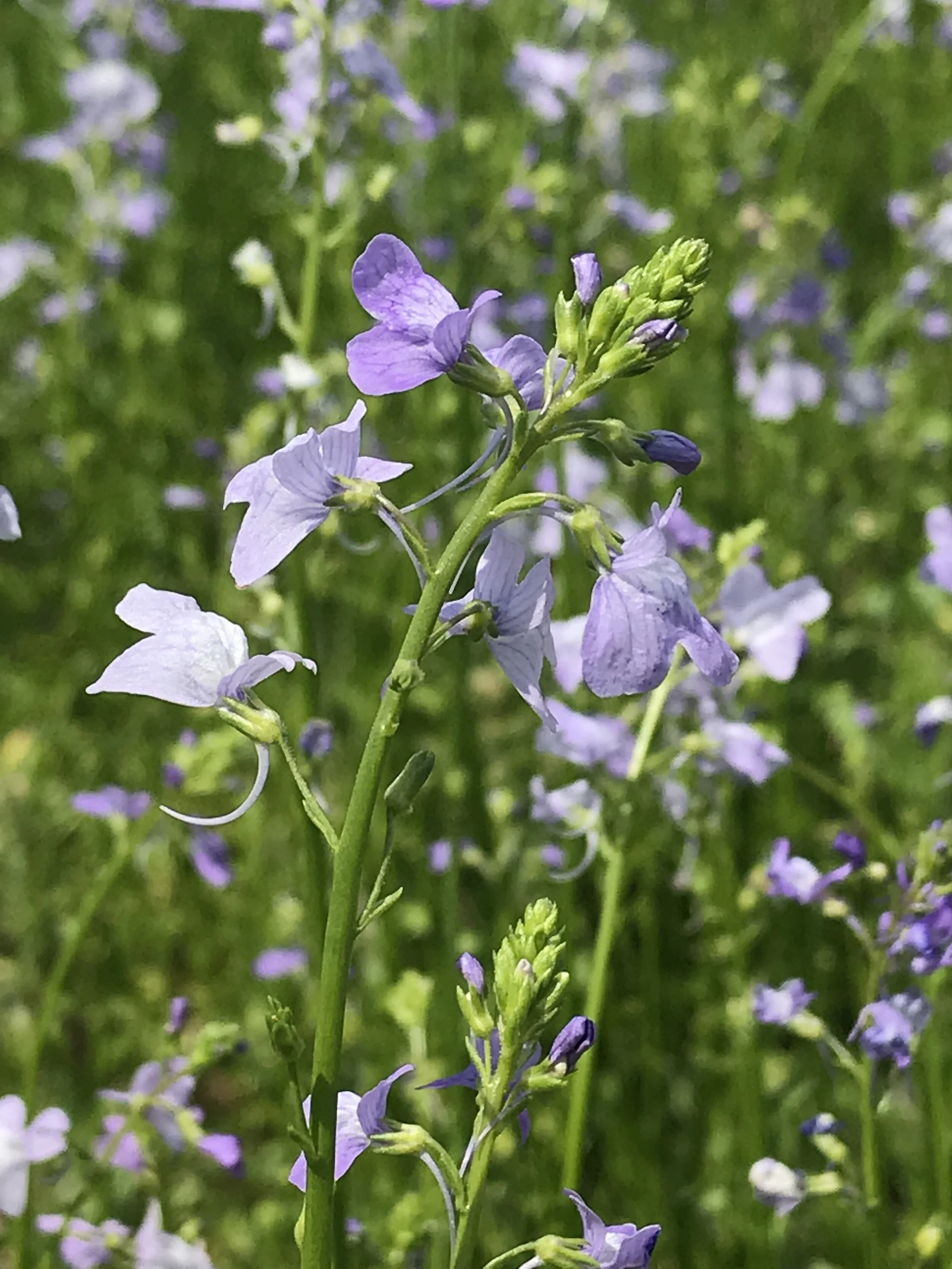 Nuttallanthus texanus (Texas Toadflax) Native