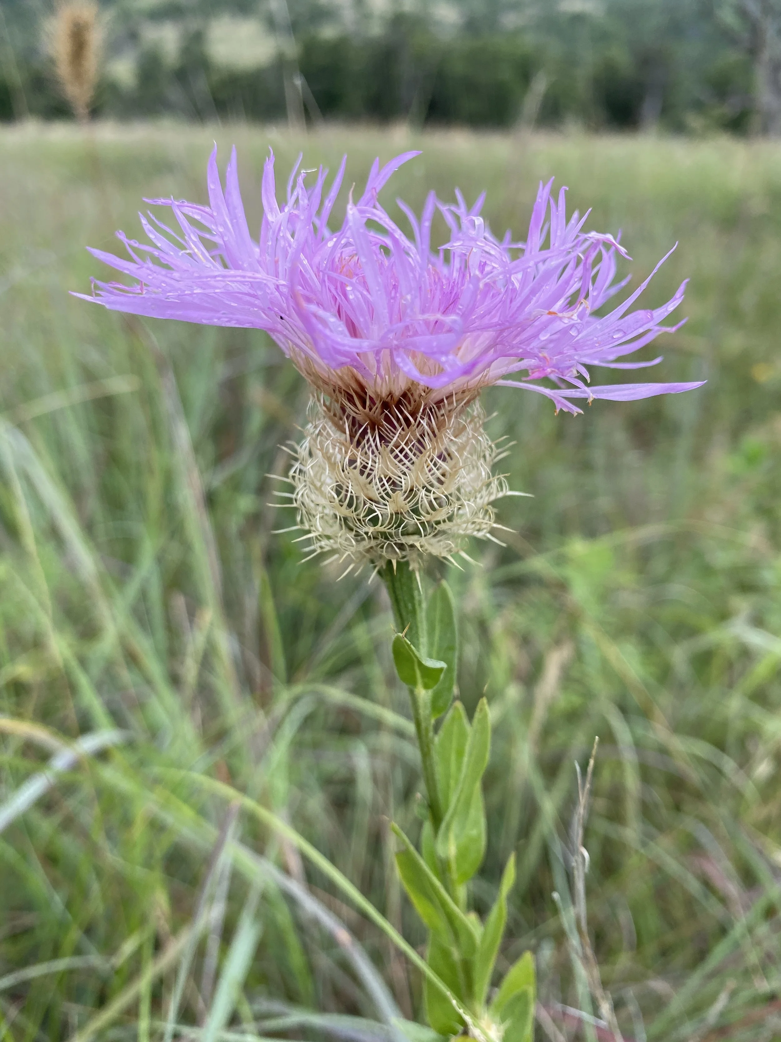 Centaura americana (American Basketflower) Native