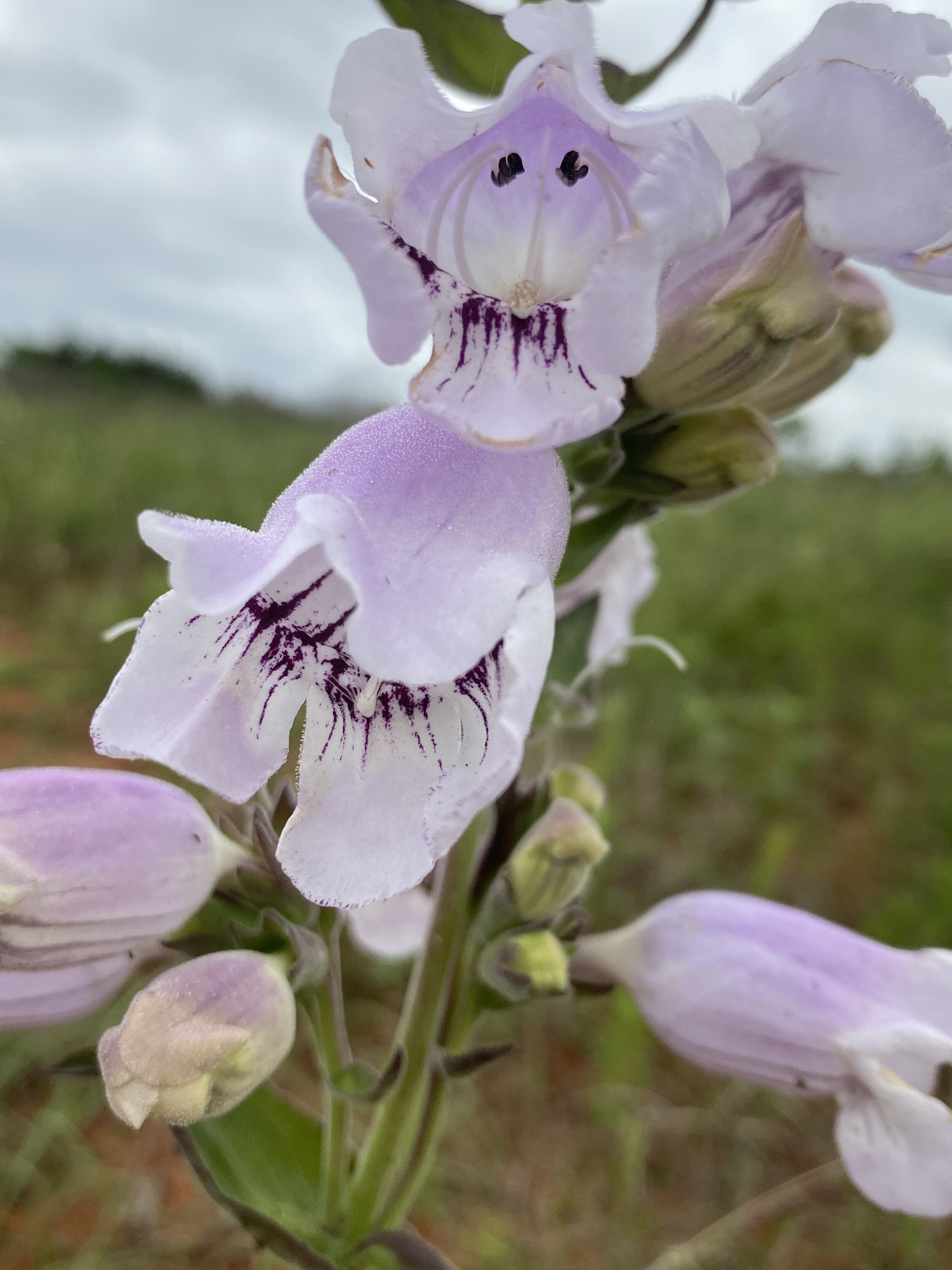Penstemon cobaea (Prairie Penstemon) Native