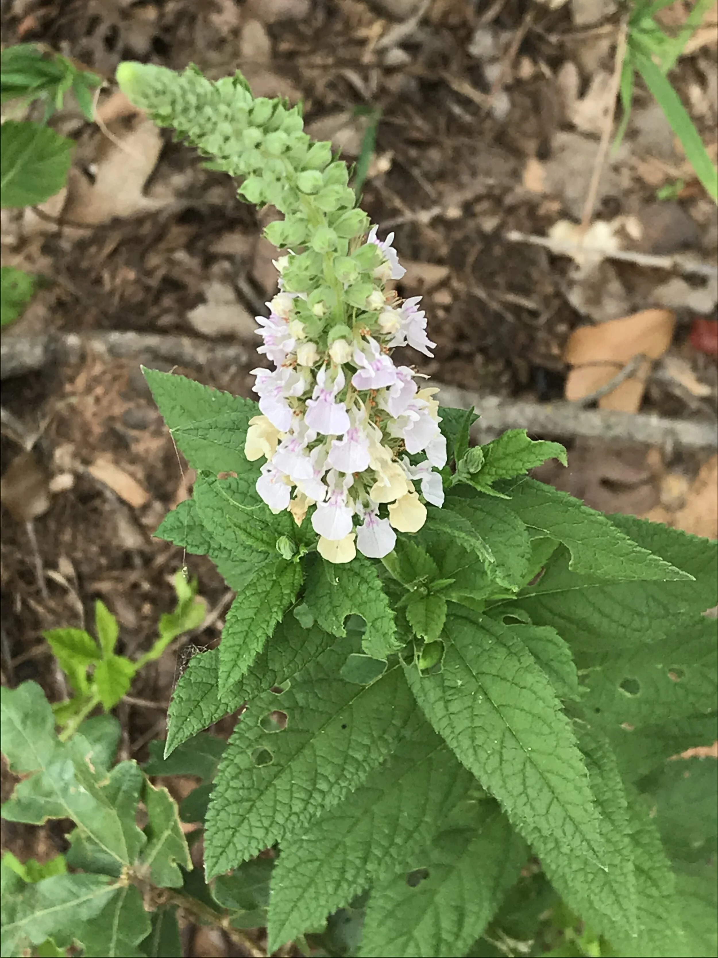 Teucrium canadense (American Germander) Native