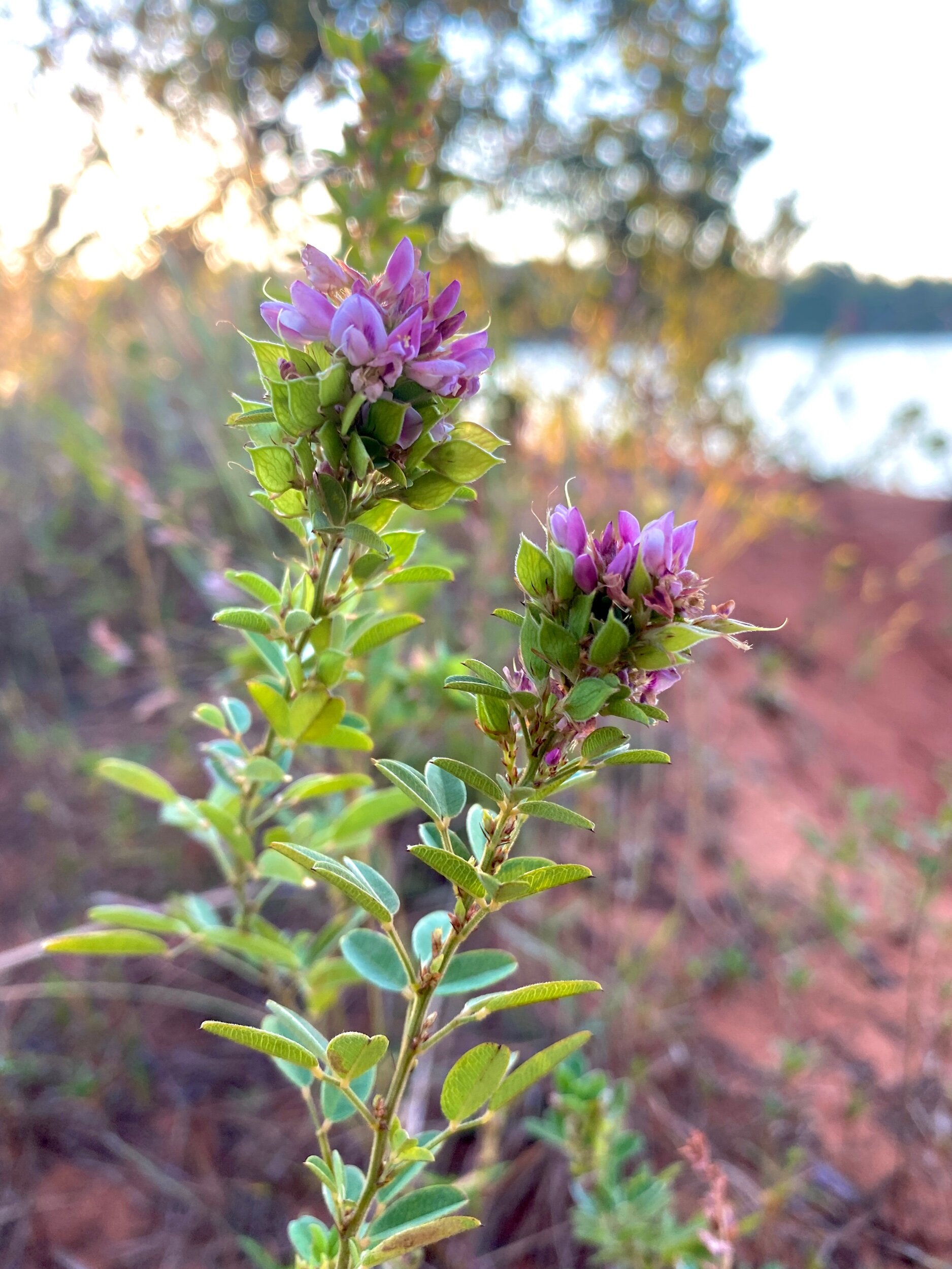 Lezpedeza virginica (Slender Bush Clover) Native