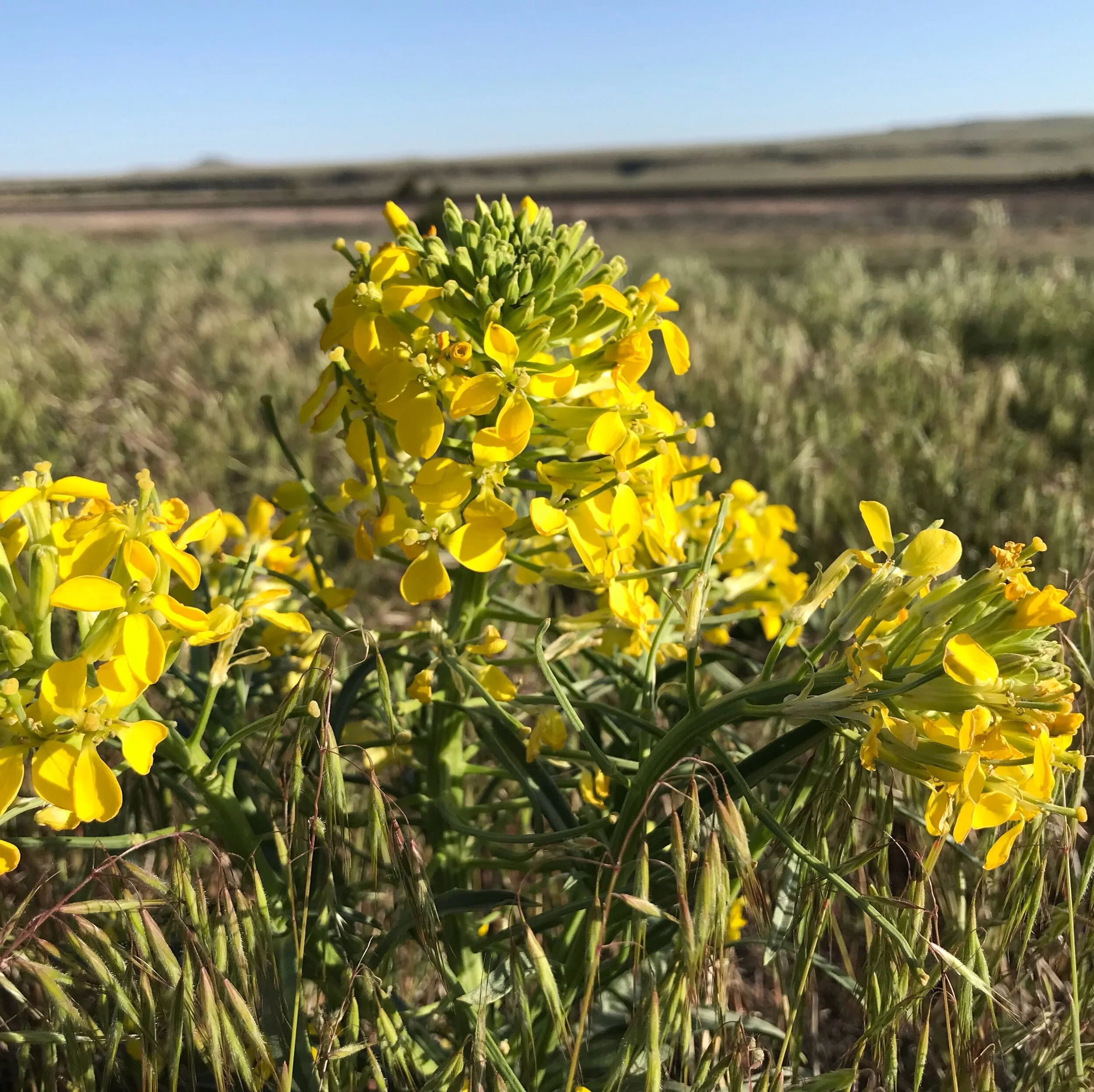 Erysimum capitatum (Western Wallflower) Native