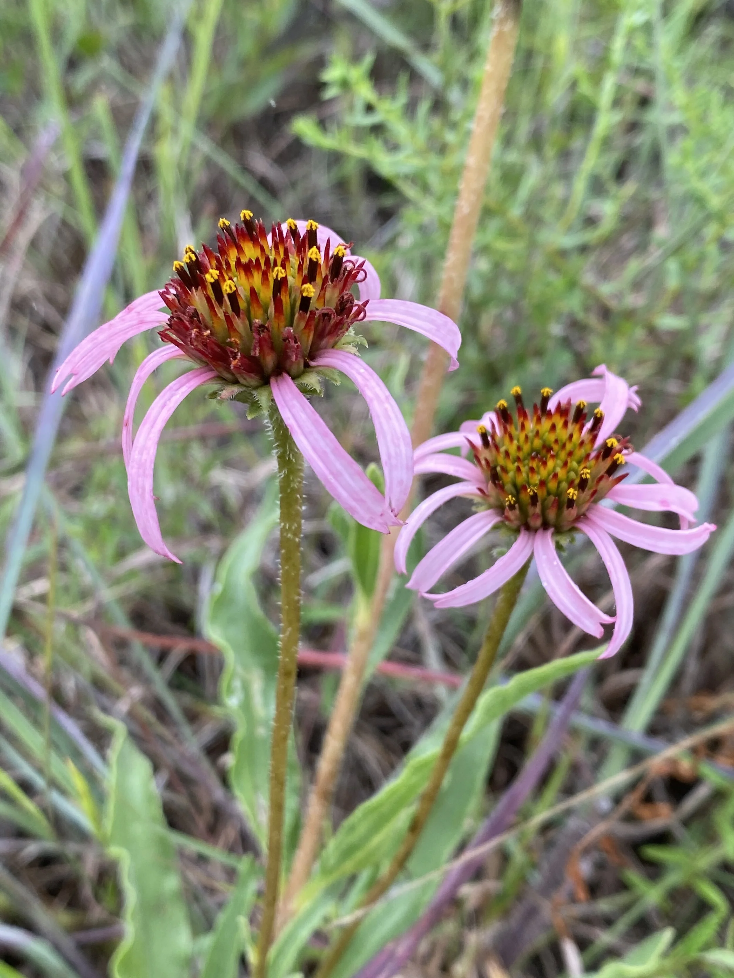 Echinacea angustifolia (Narrow-leaved Purple Coneflower) Native