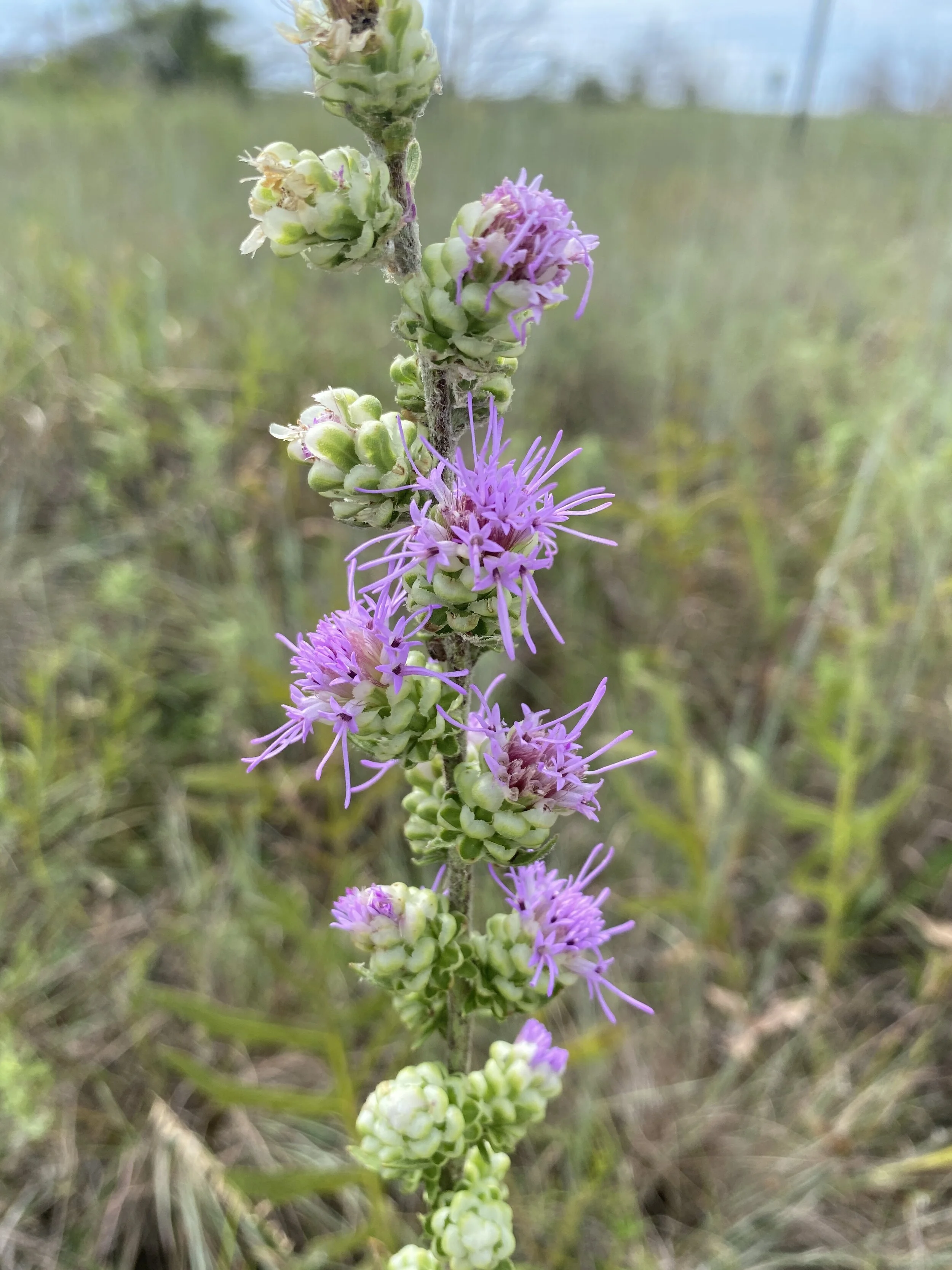 Liatris aspera (Rough Blazing Star) Native
