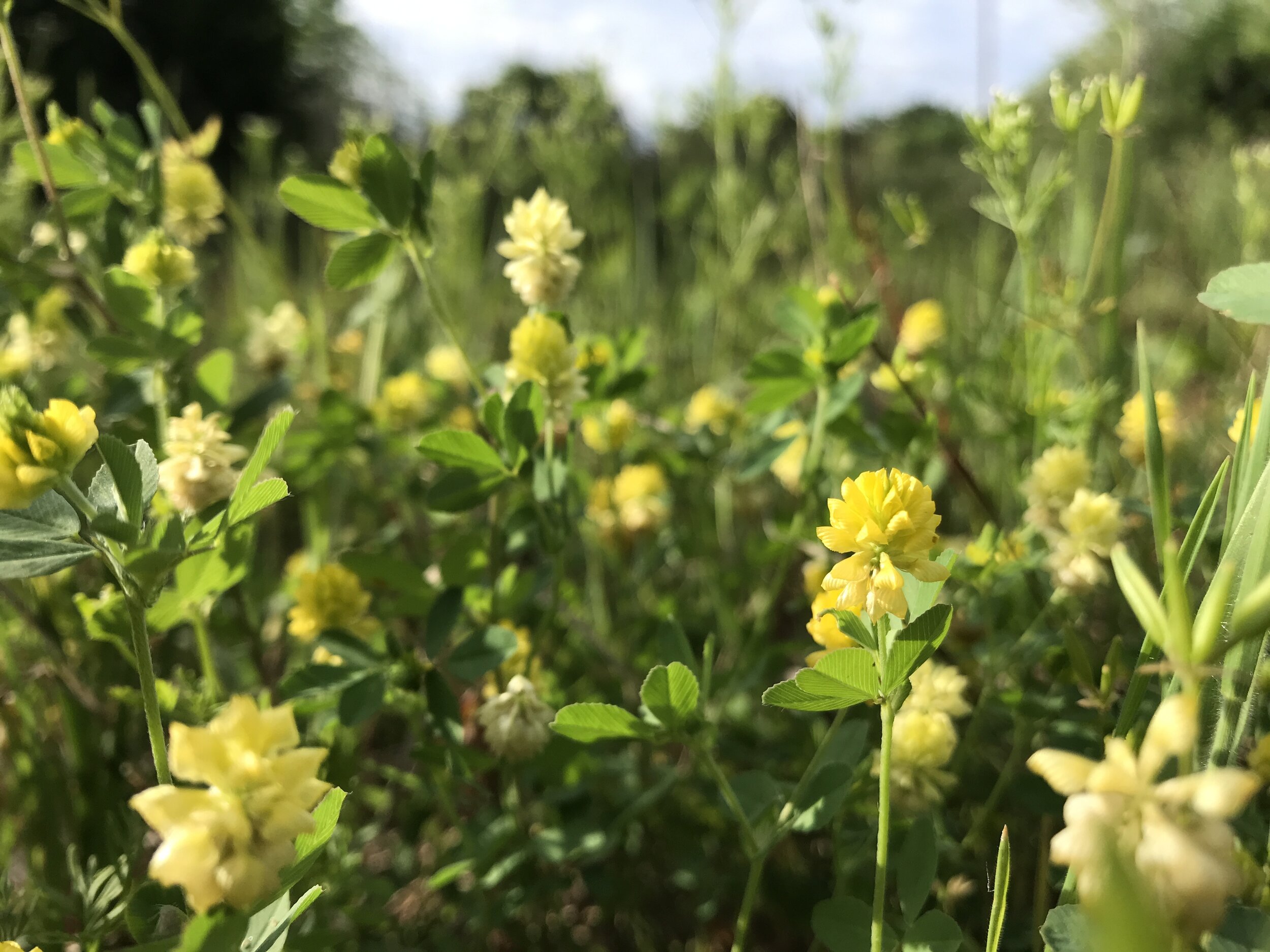 Trifolium campestre (Hop Trefoil) Introduced
