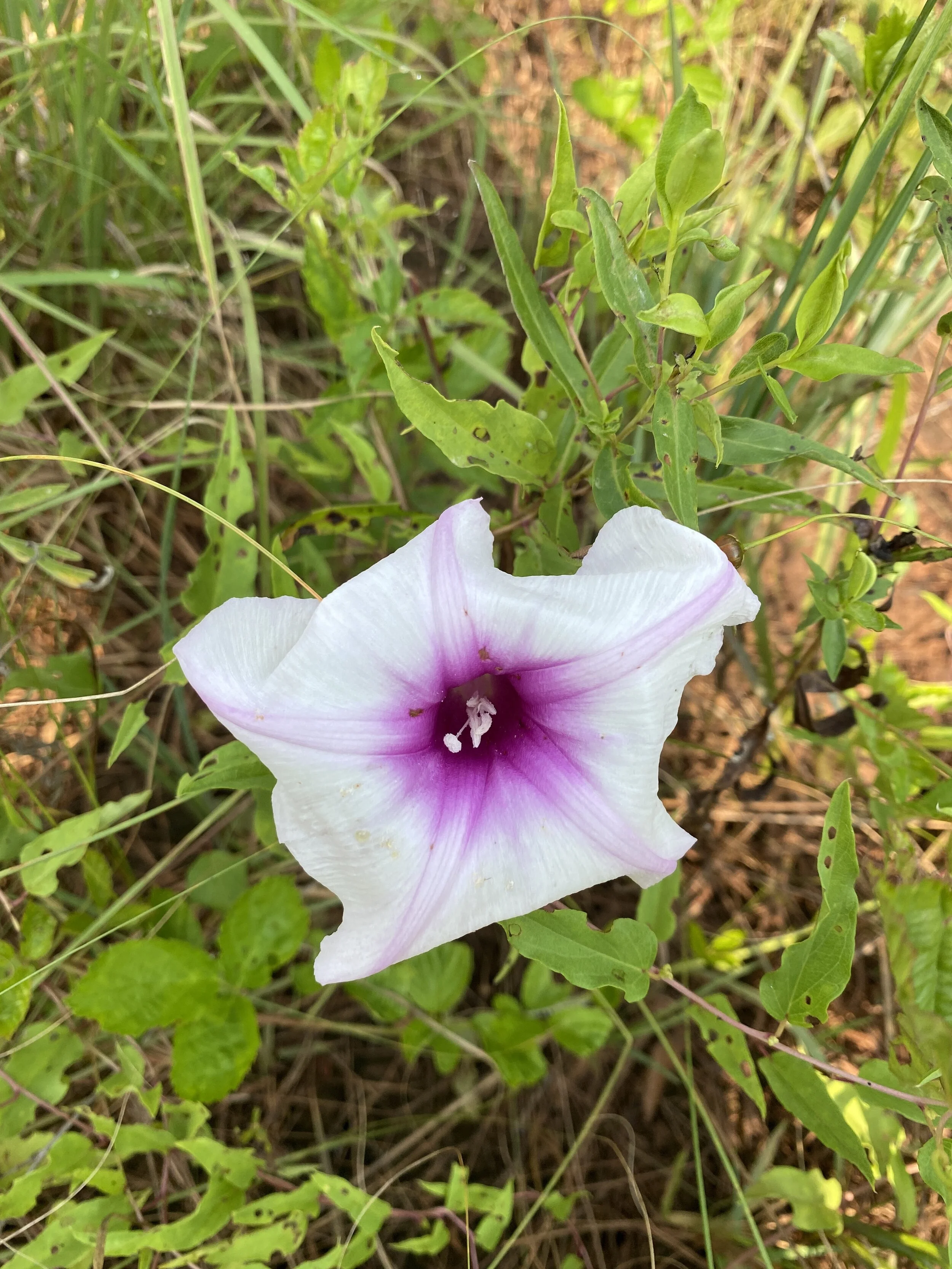 Ipomoea pandurata (Wild Sweet Potato) Native