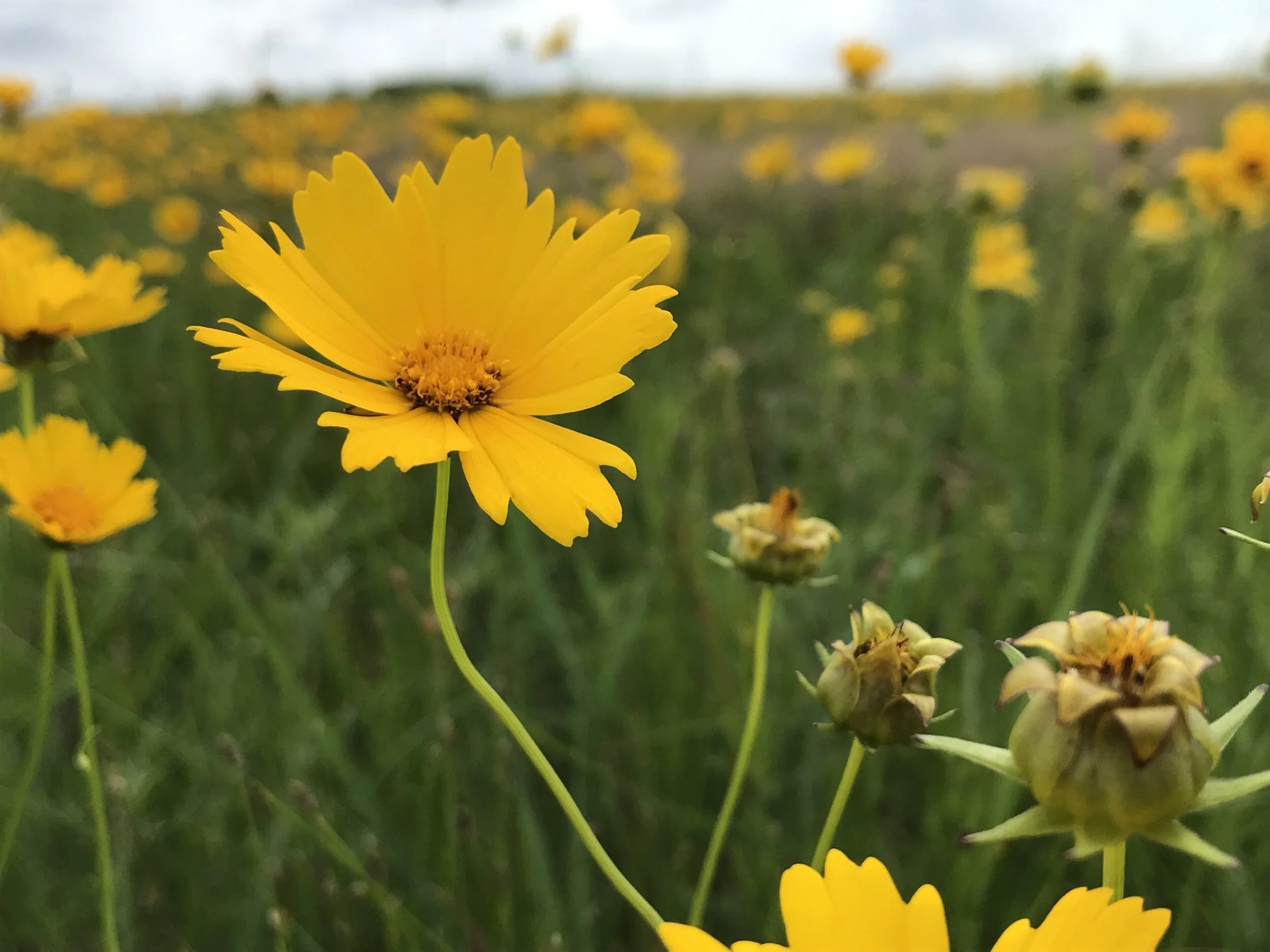 Coreopsis lanceolata (Lanceleaf Coreopsis) Native