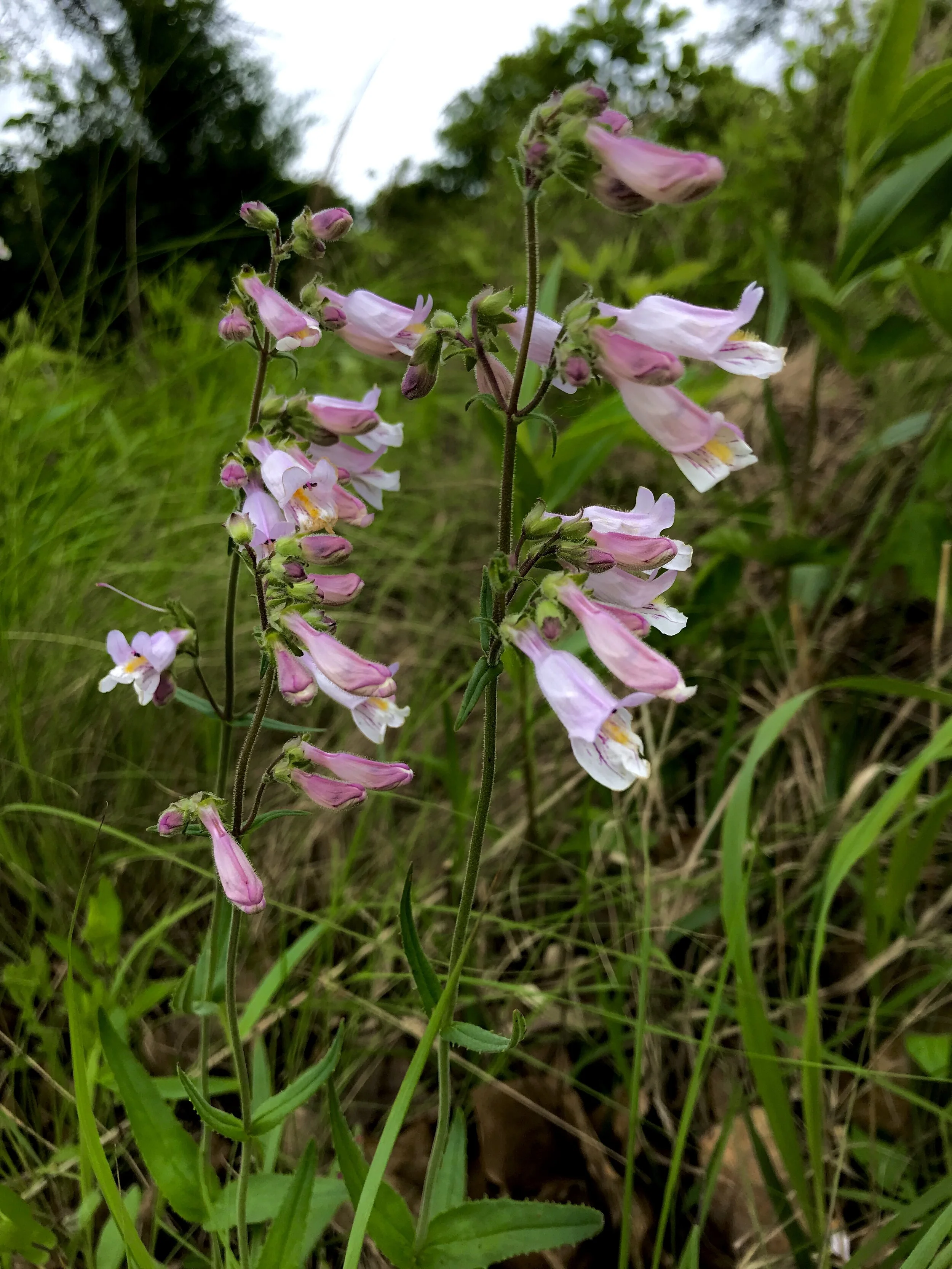 Penstemon hirsutus (Hairy Beardtongue) Native