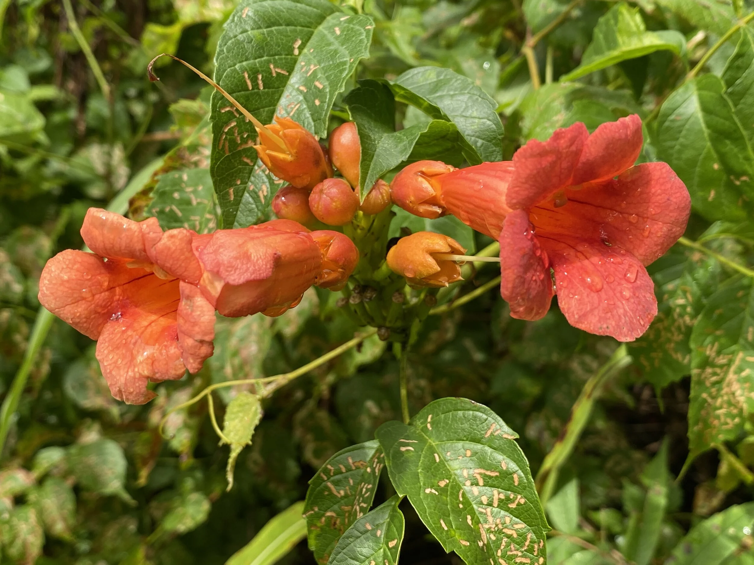 Campis radicans (Trumpet Vine) Native