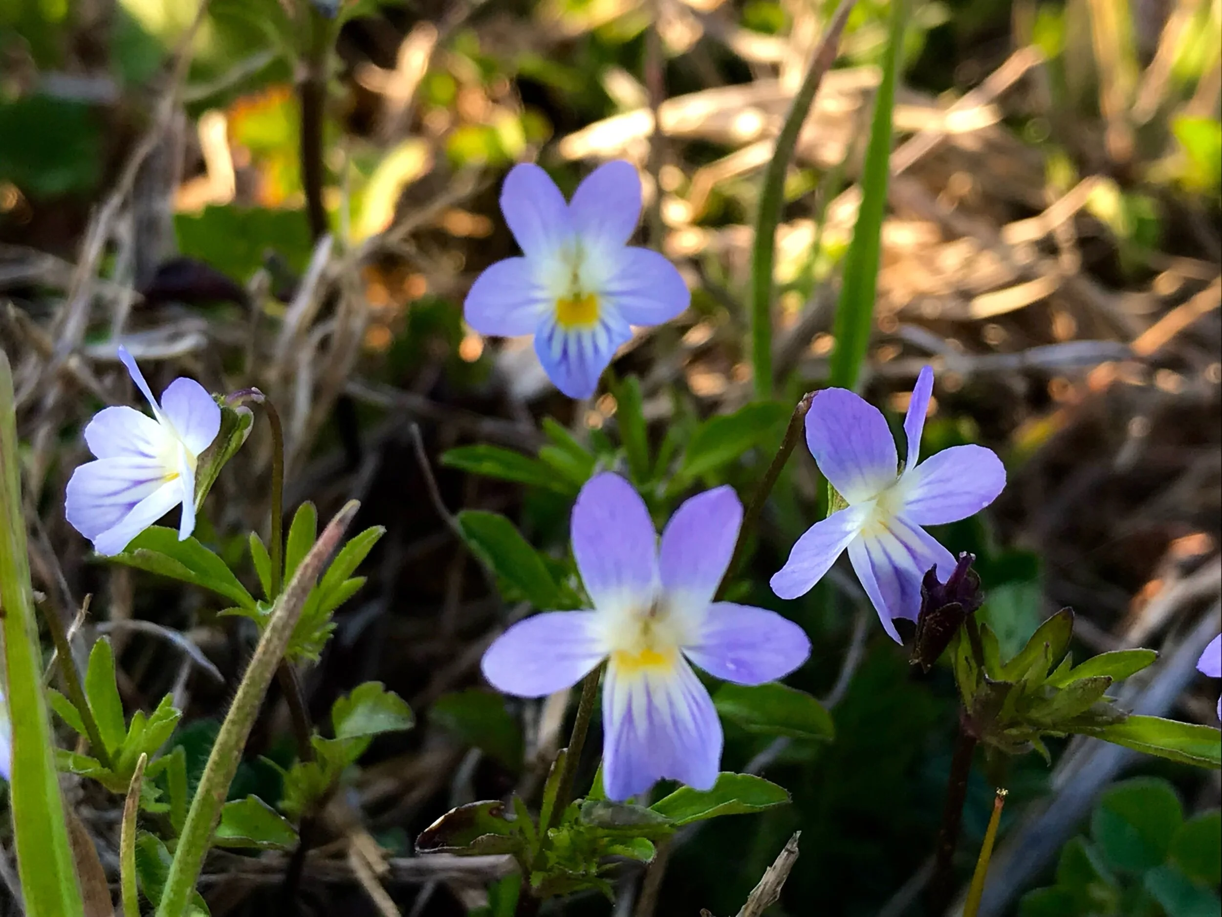 Viola bicolor (Wild Pansy) Native