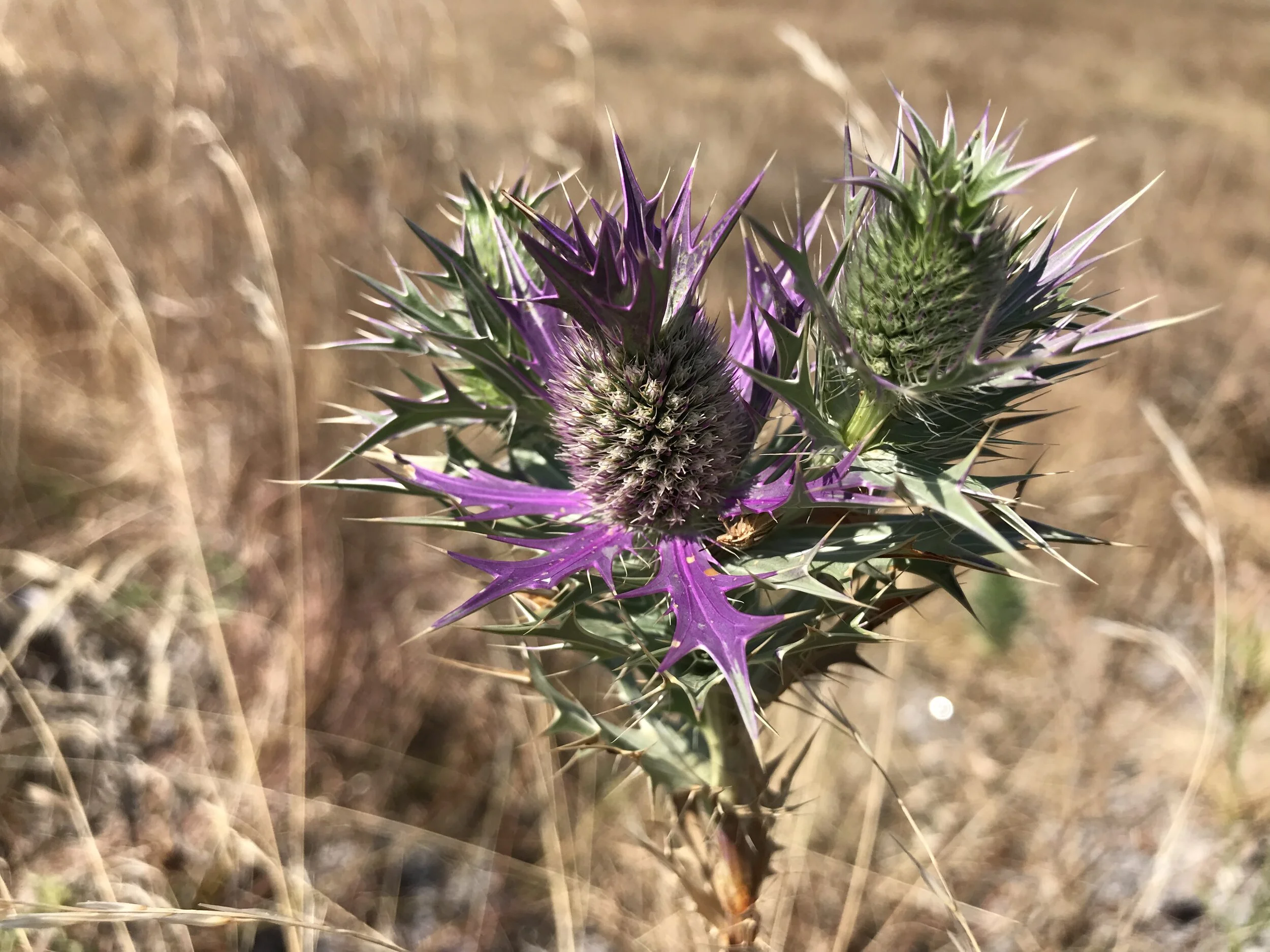 Eryngium leavenworthii (Leavenworth’s Eryngo) Native