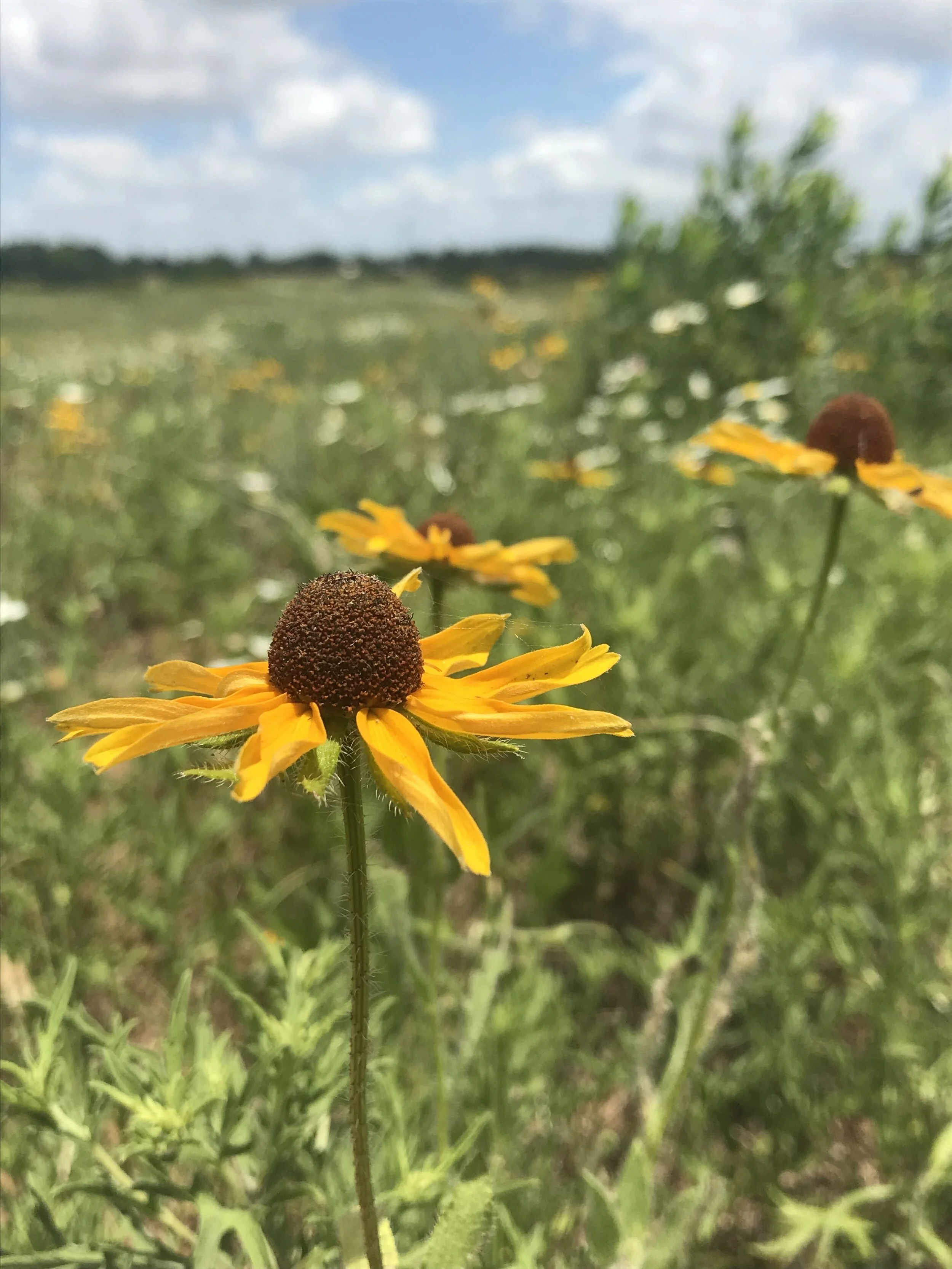 Rudbeckia hirta (Black-eyed Susan) Native