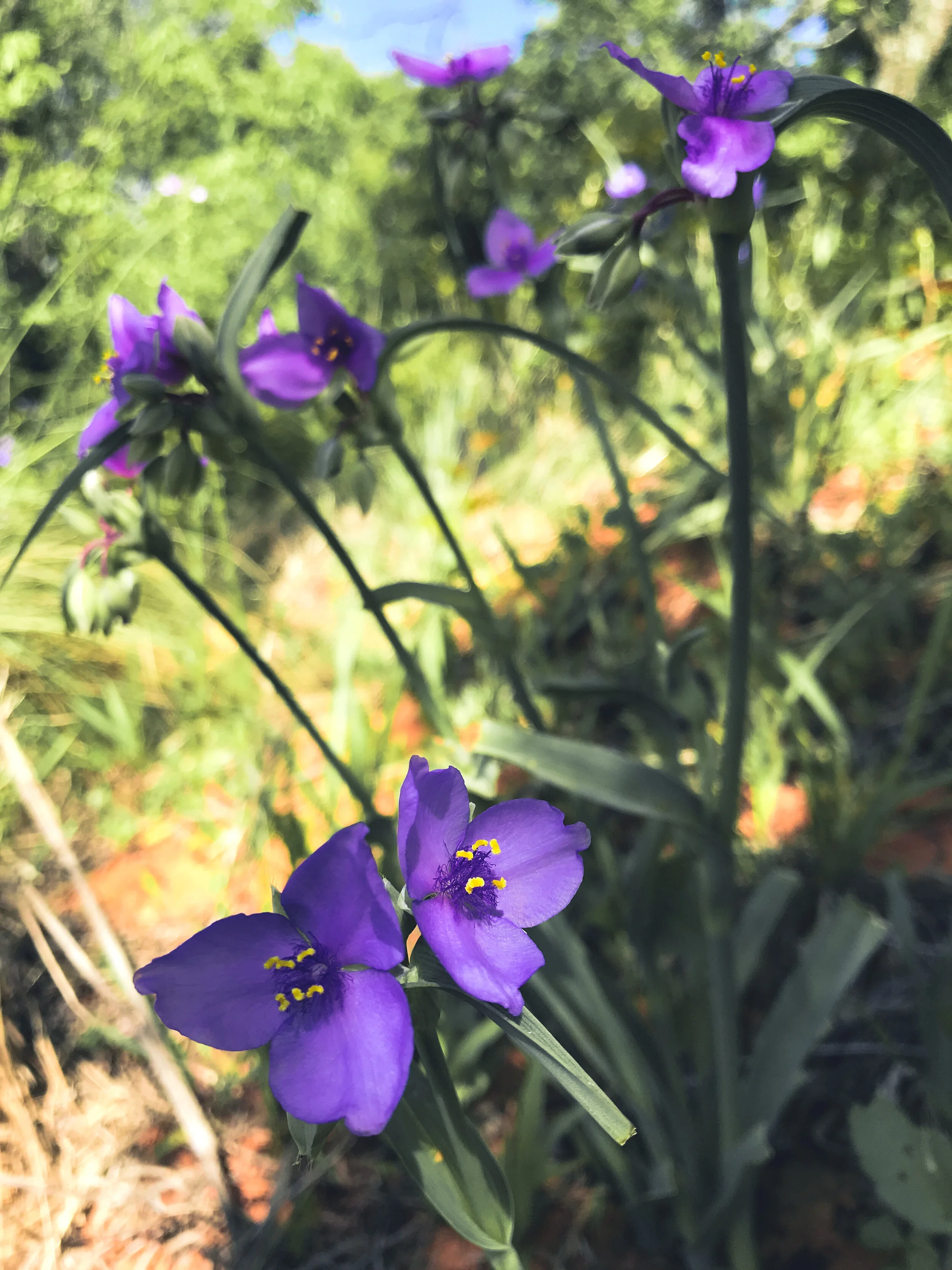 Tradescantia occidentalis (Prairie Spiderwort) Native