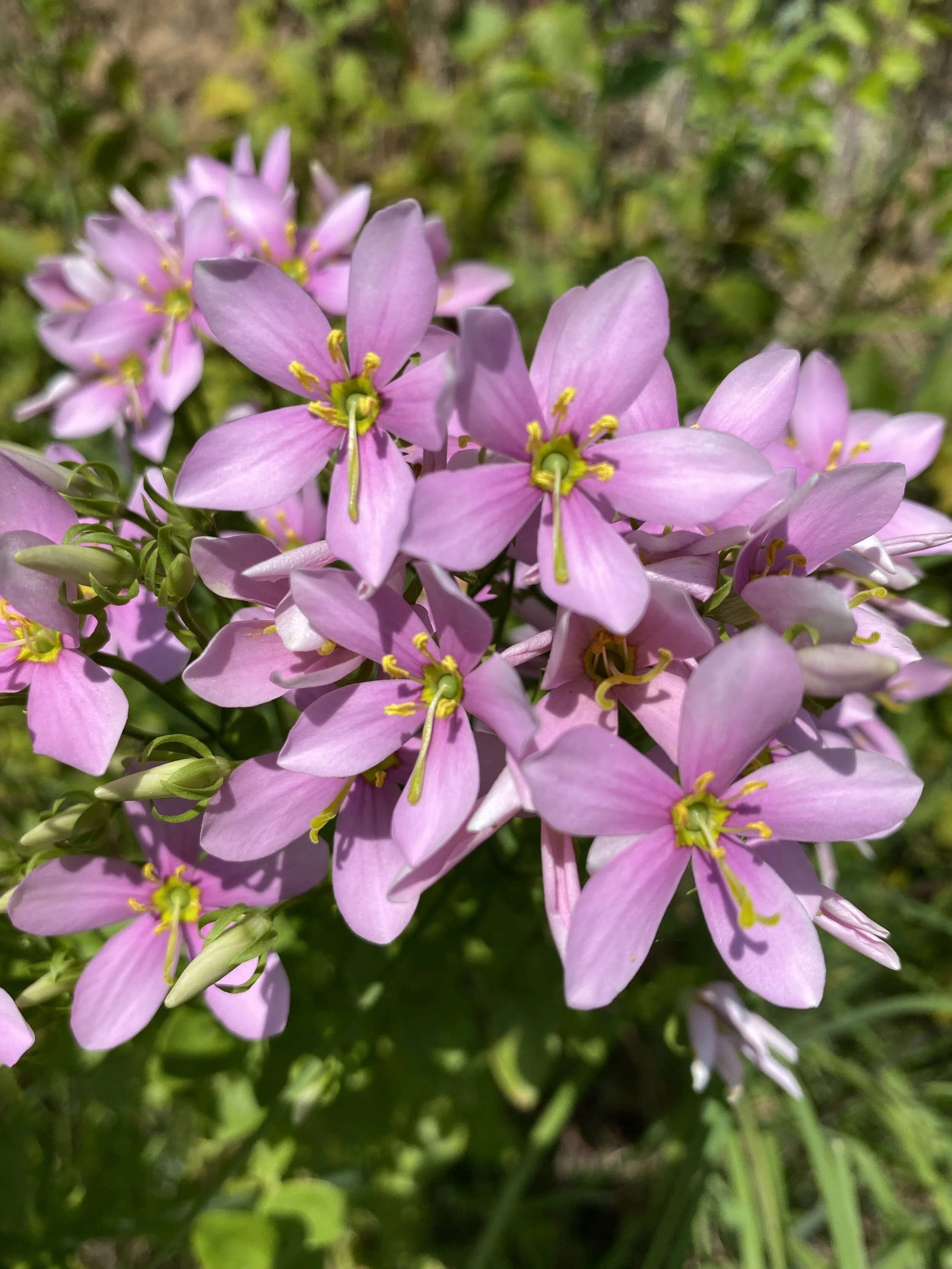 Sabatia angularis (Rose Pink) Native