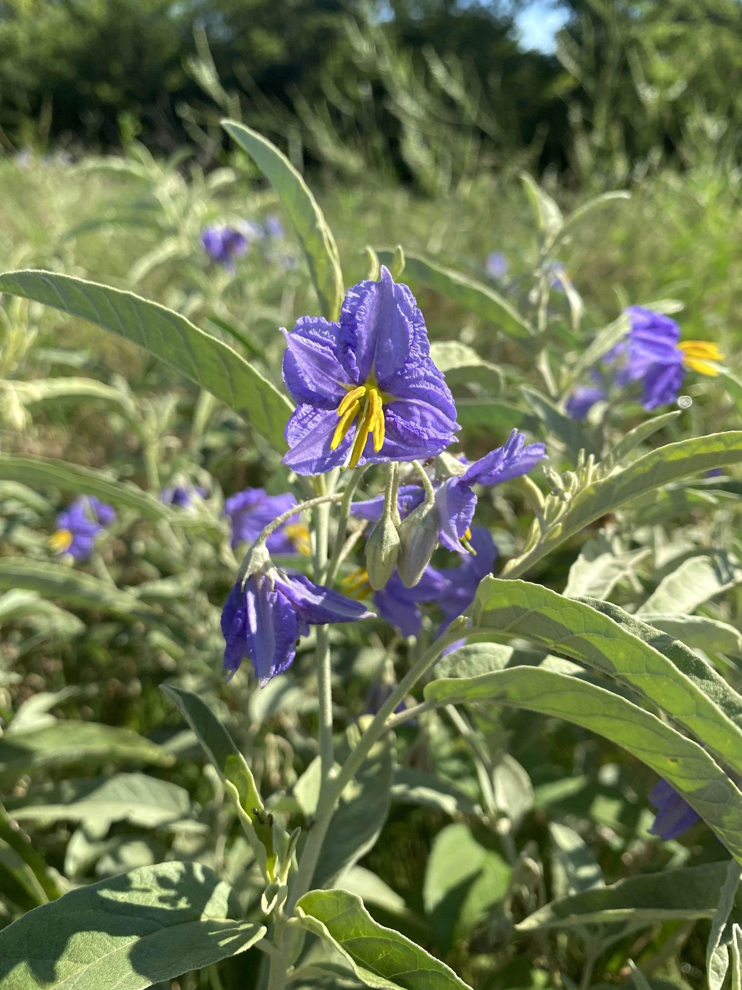 Solanum elaeagnifolium (Silverleaf Nightshade) Native